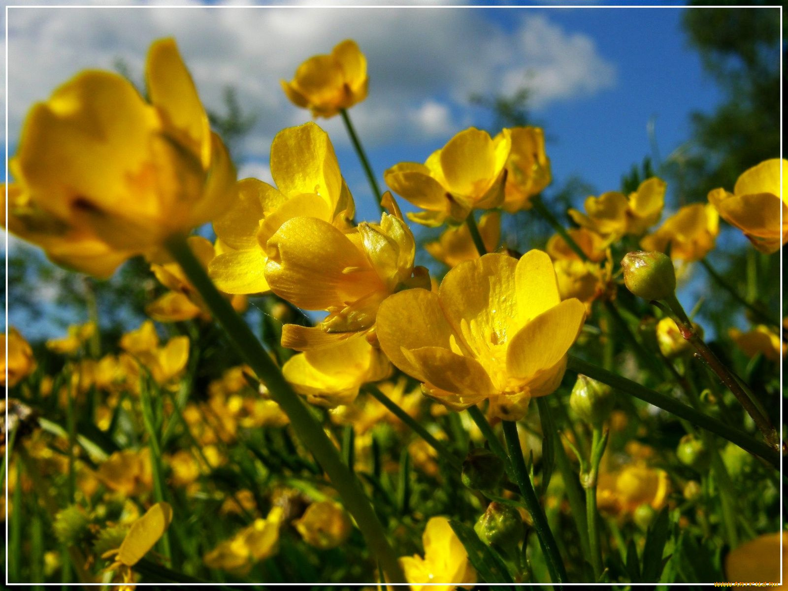 цветы, калужницы, лютики