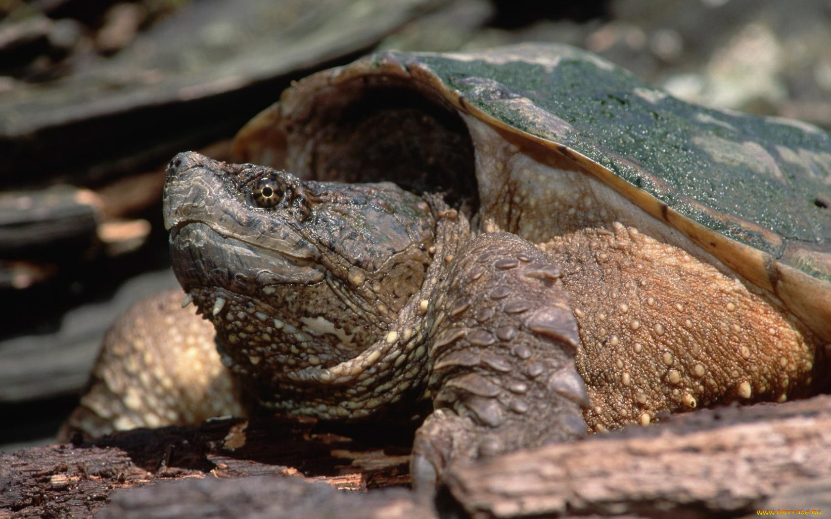 животные, Черепахи