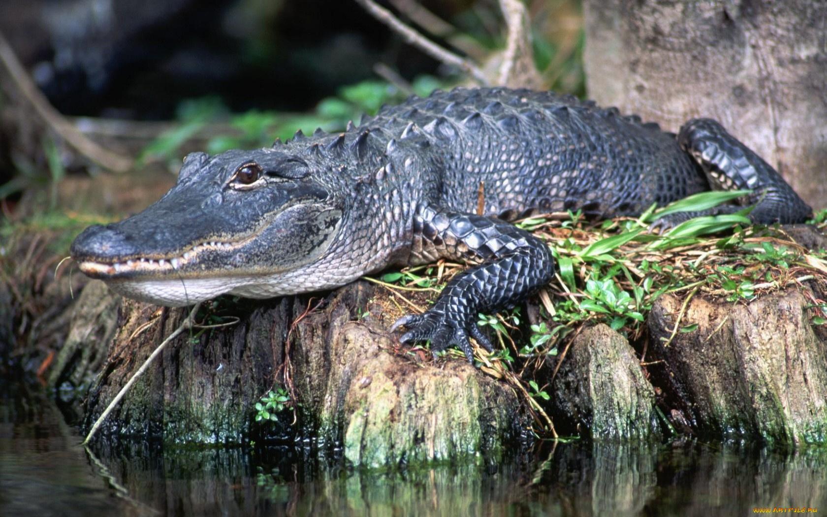 животные, крокодилы