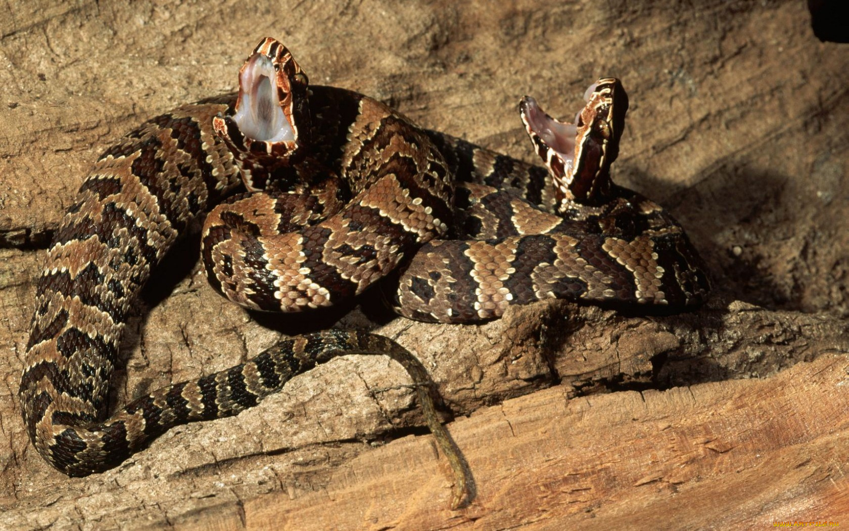 животные, змеи, питоны, кобры