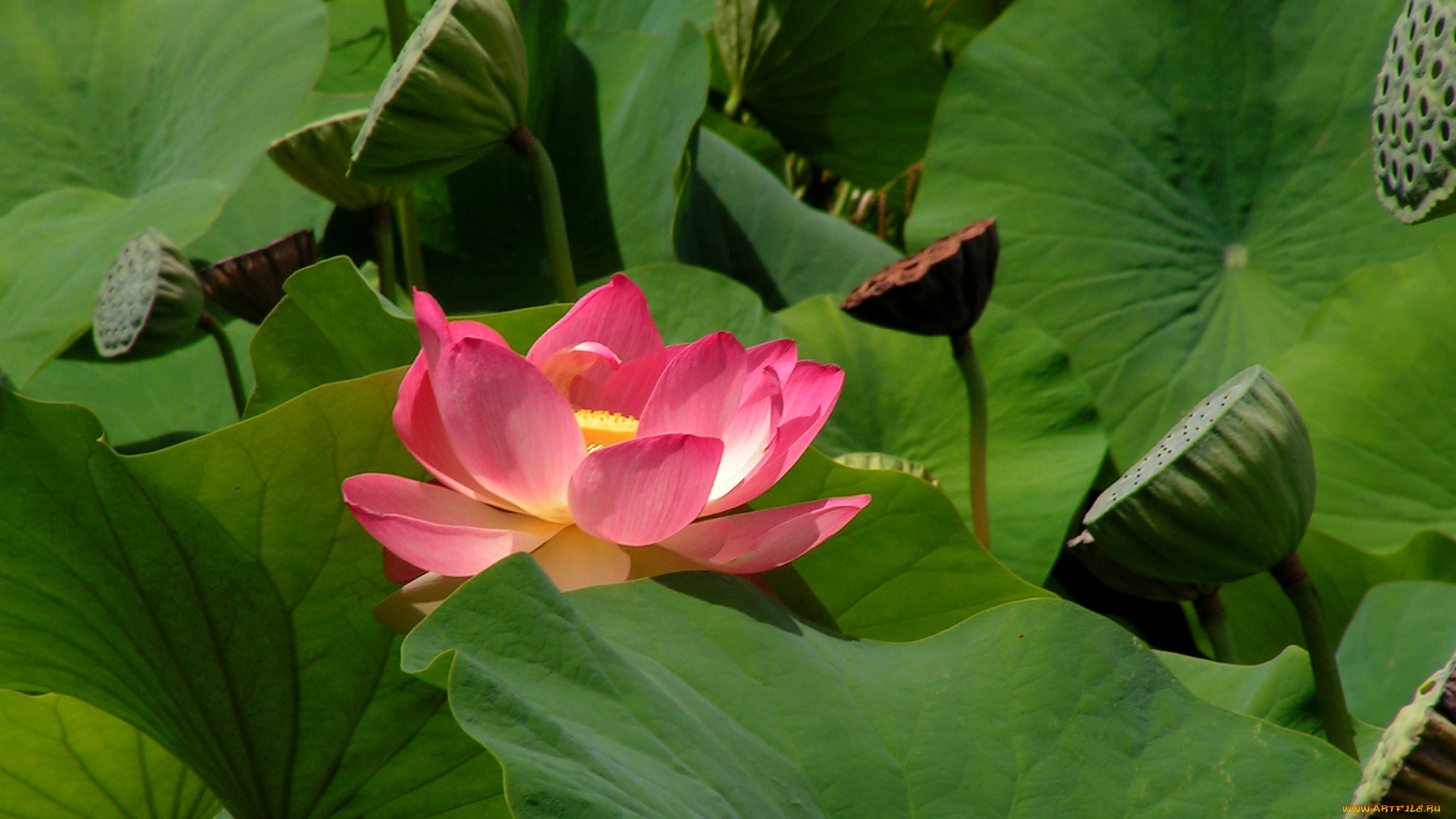 цветы, лотосы