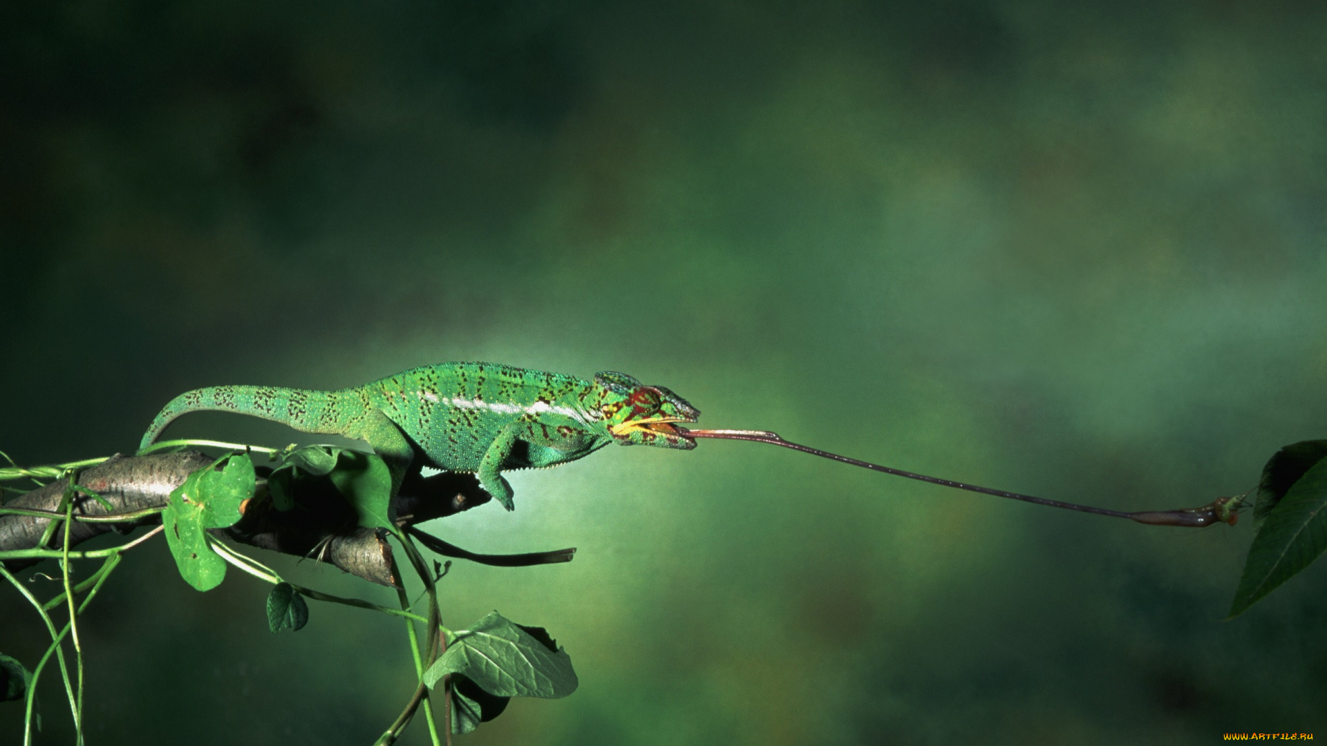 животные, хамелеоны
