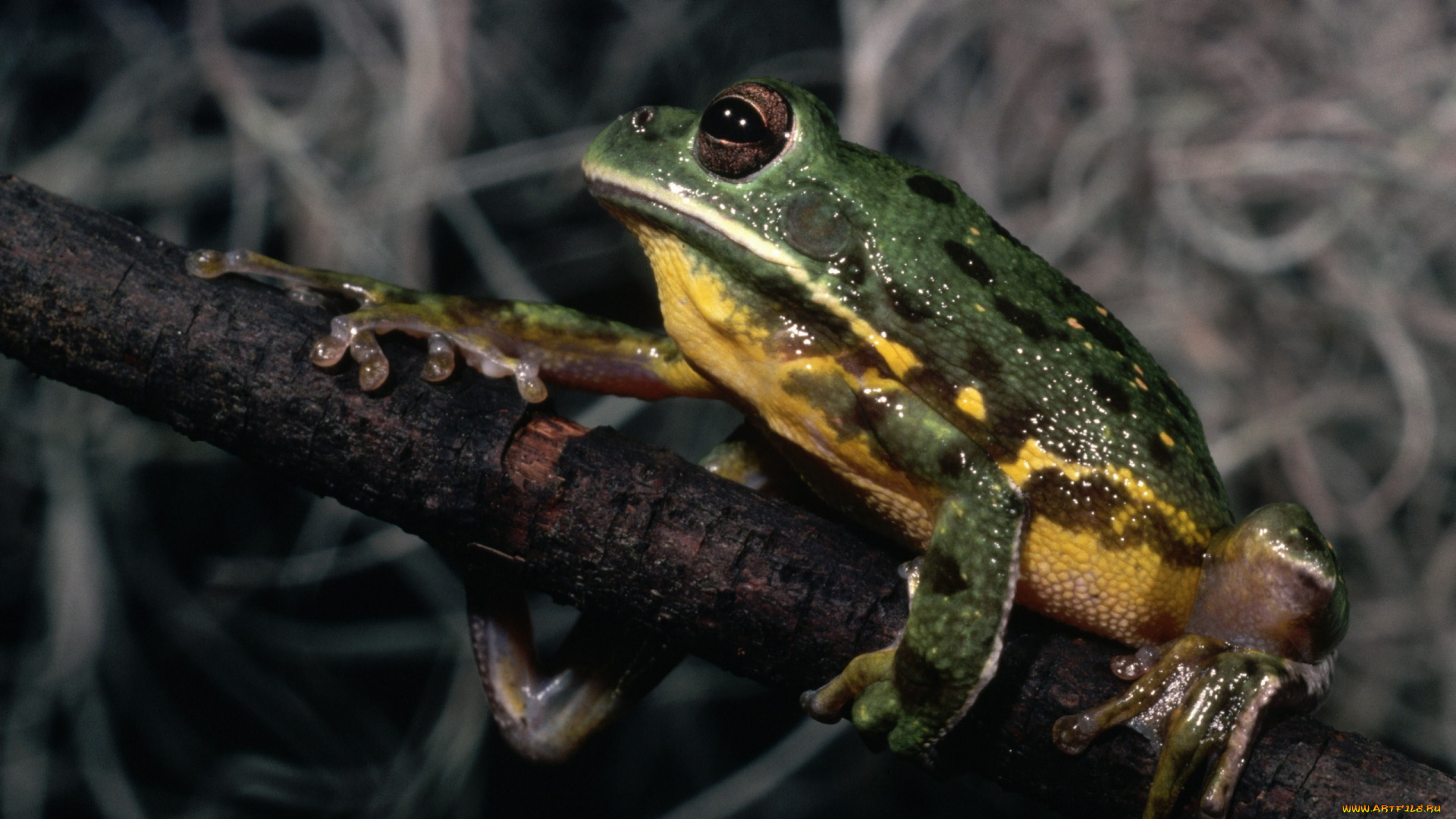 животные, лягушки