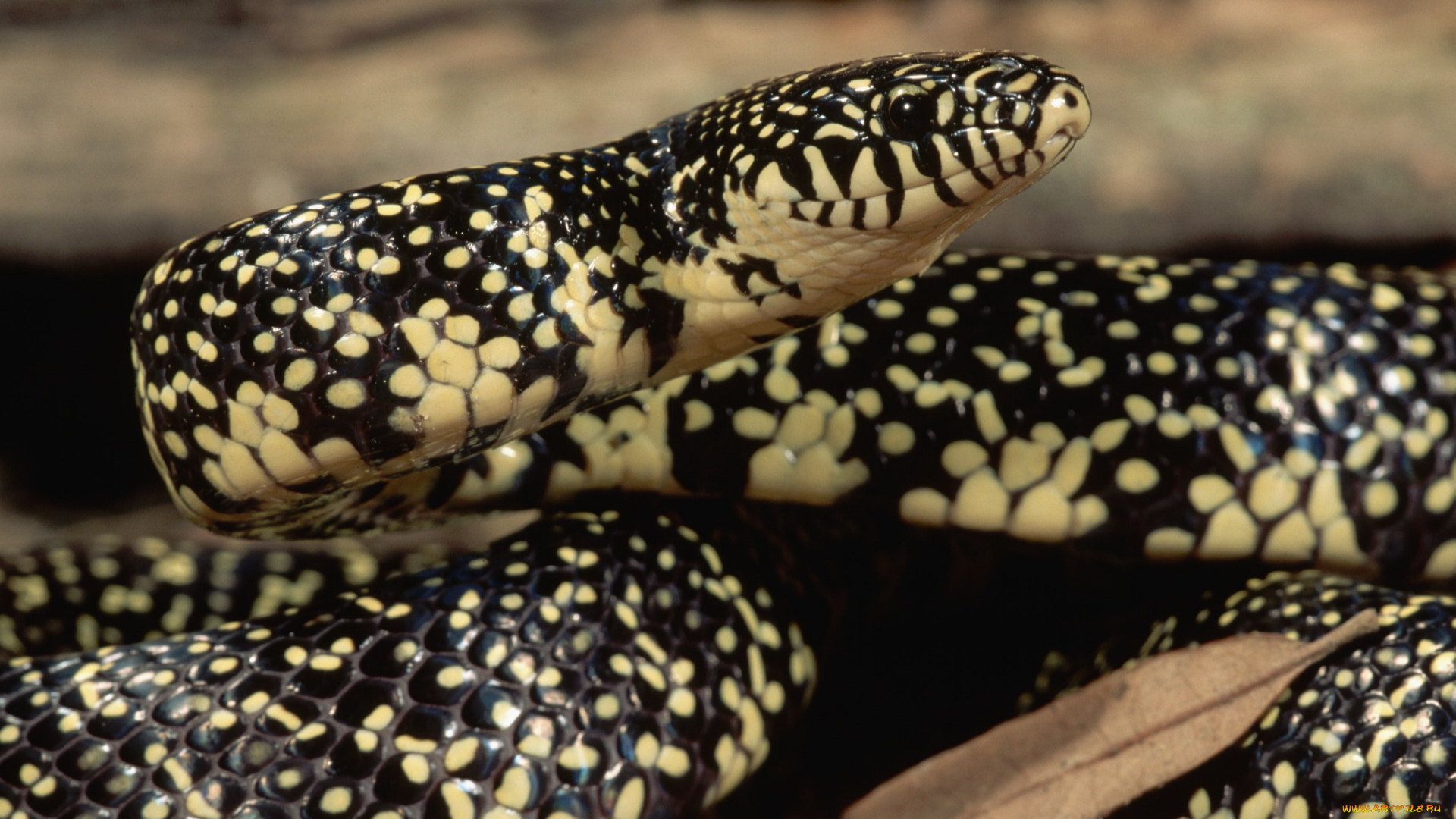 животные, змеи, питоны, кобры