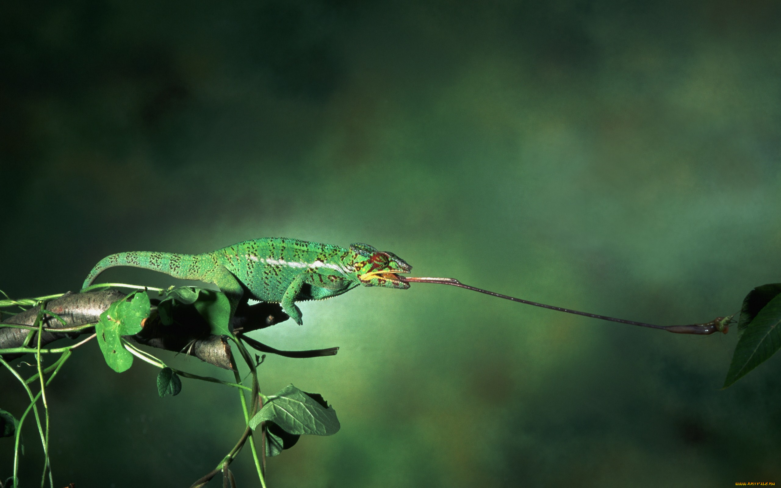 животные, хамелеоны