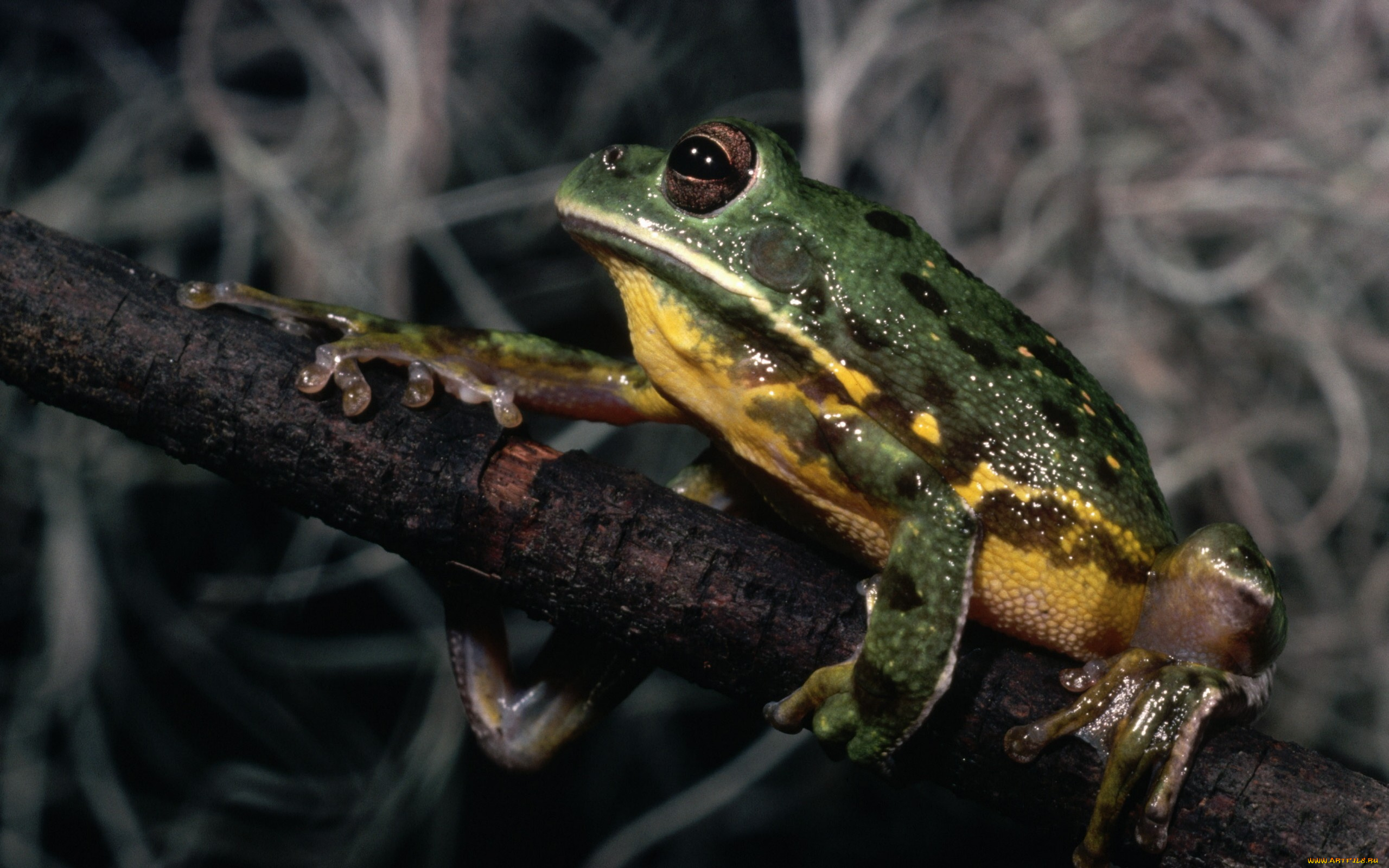 животные, лягушки