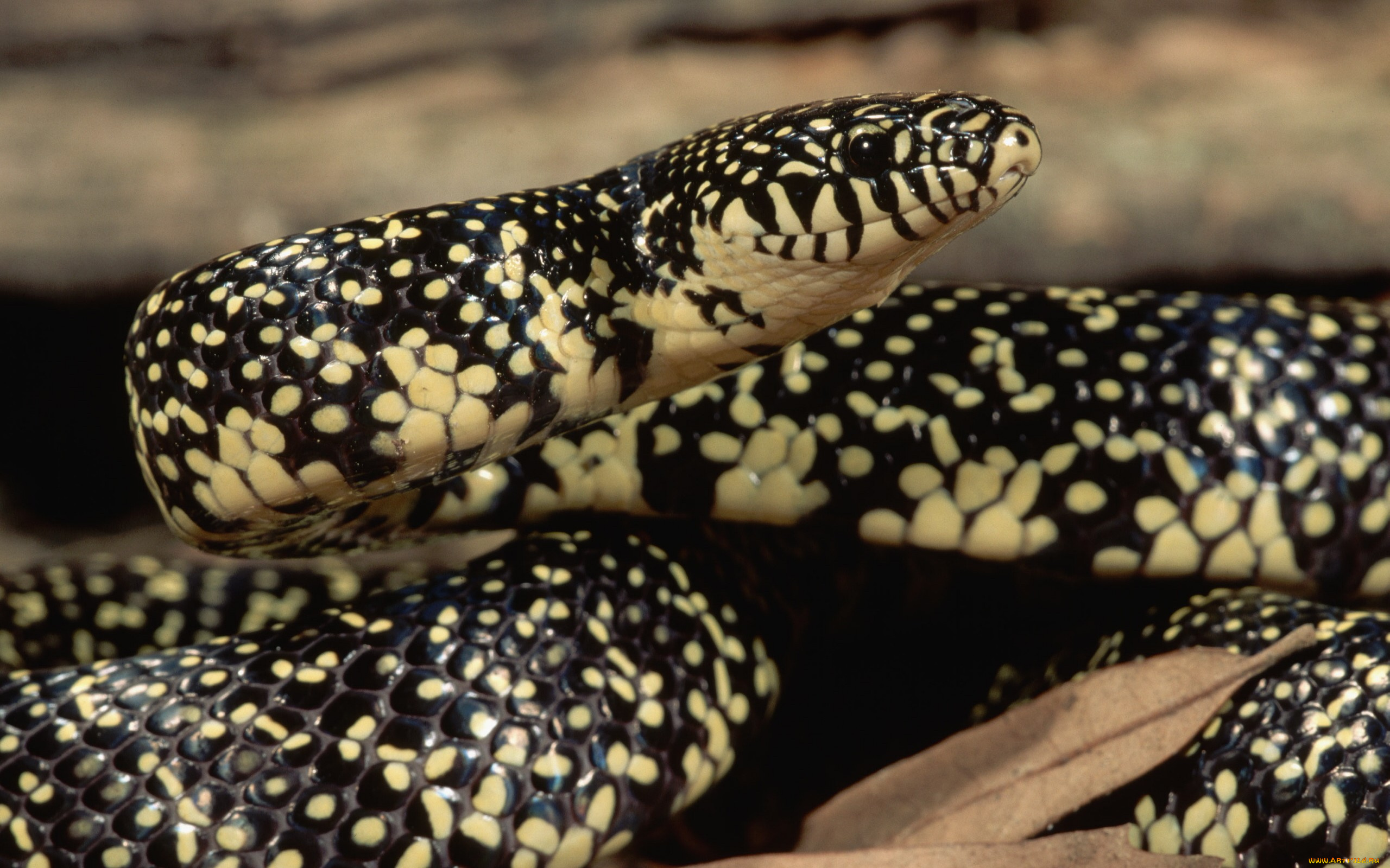 животные, змеи, питоны, кобры