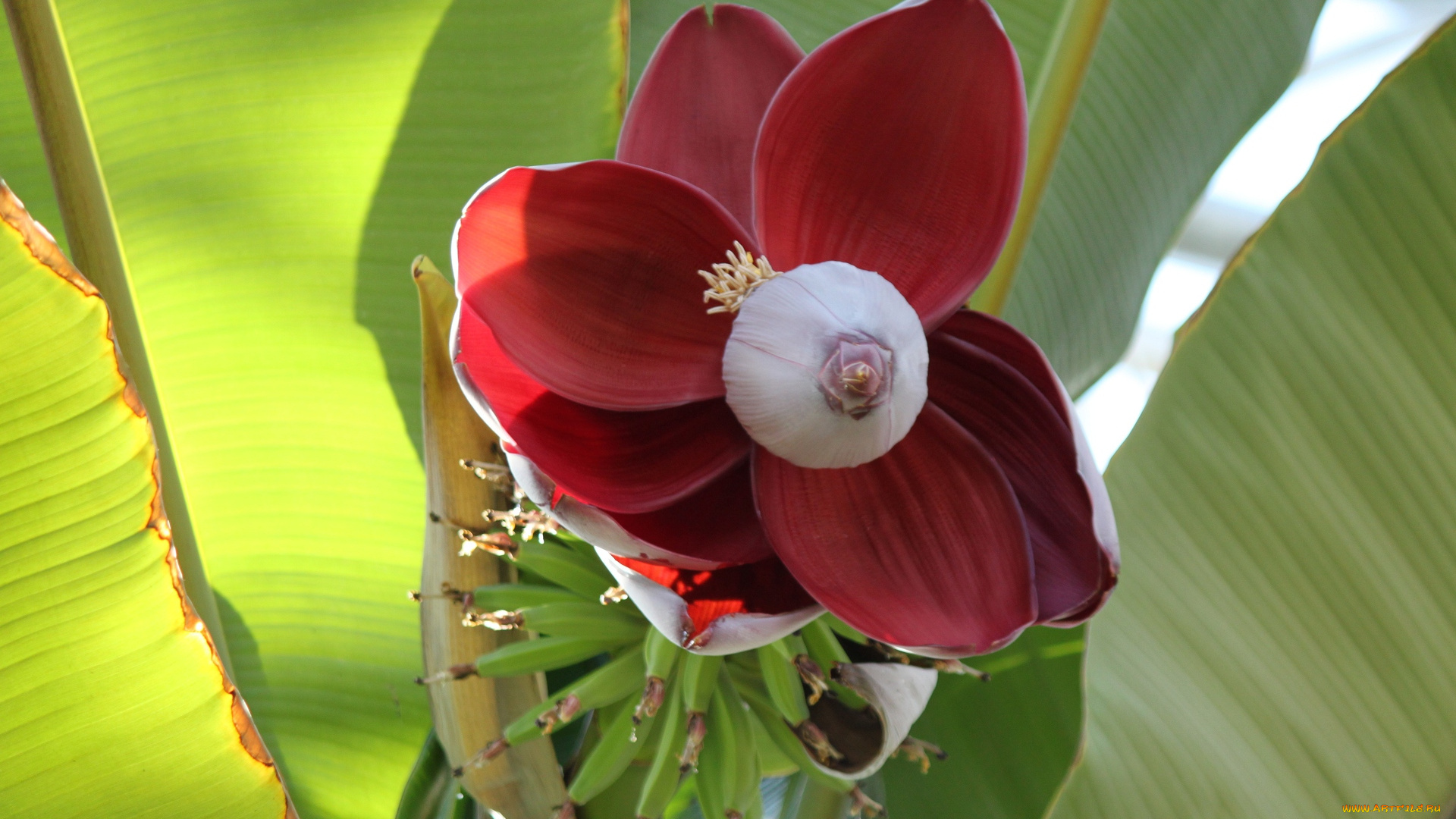 цветы, листья