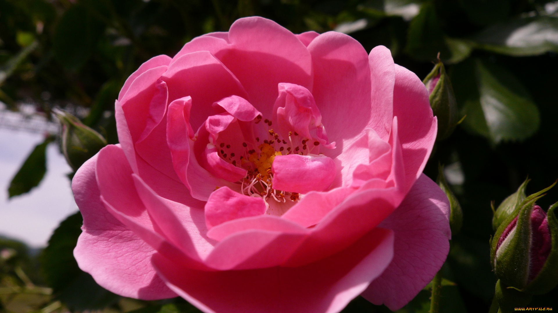 цветы, розы, rose