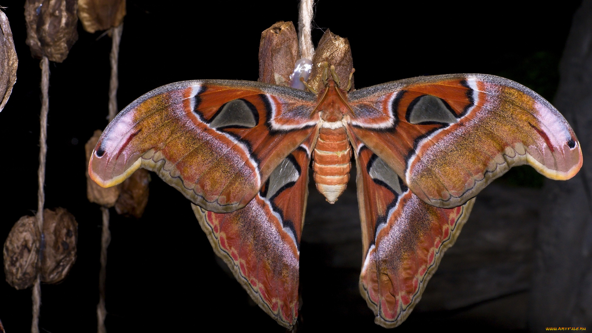 животные, бабочки, крылья, большой