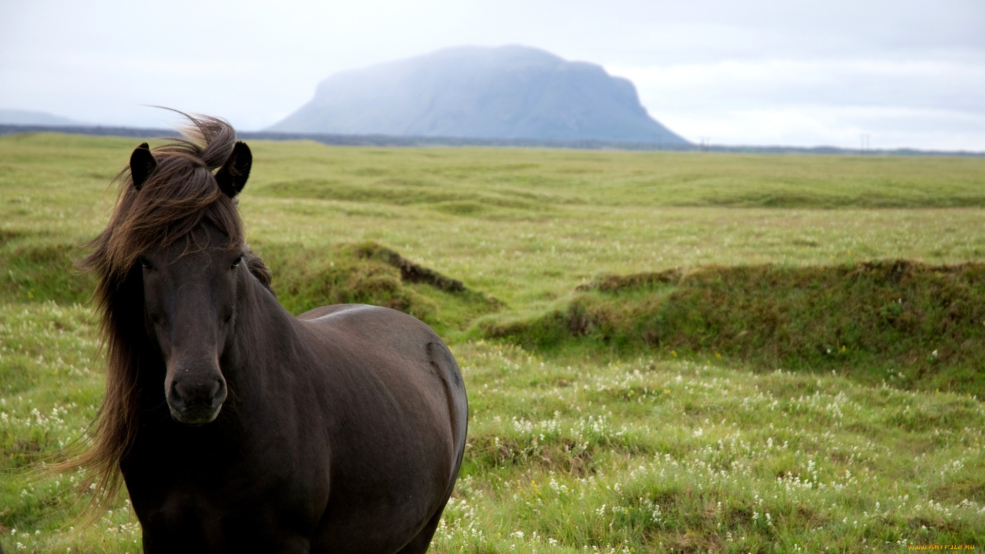 животные, лошади, гнедой, грива, пейзаж, горы