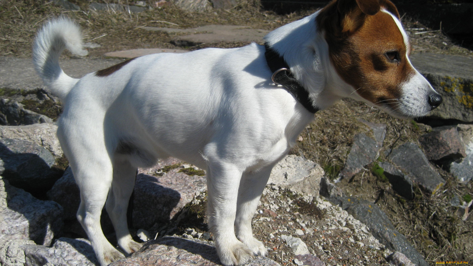 животные, собаки, jack, russell, terrier