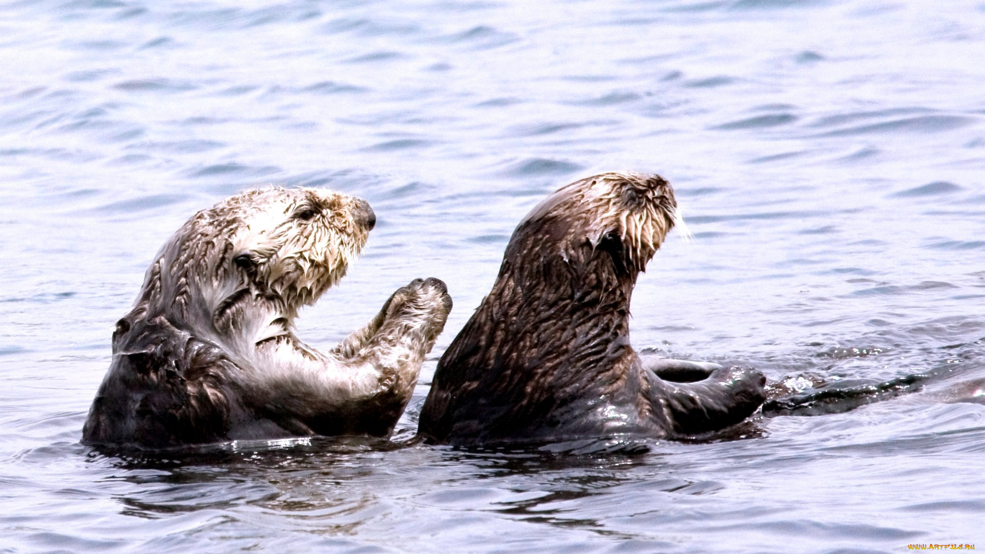 животные, выдры, каланы, ондатры, вода, плавание