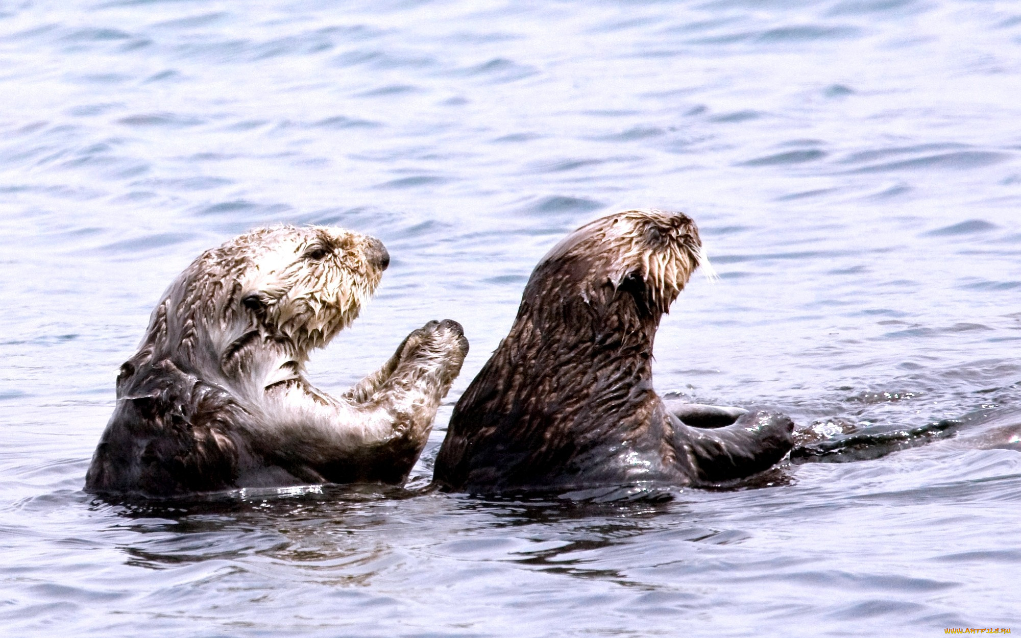 животные, выдры, каланы, ондатры, вода, плавание
