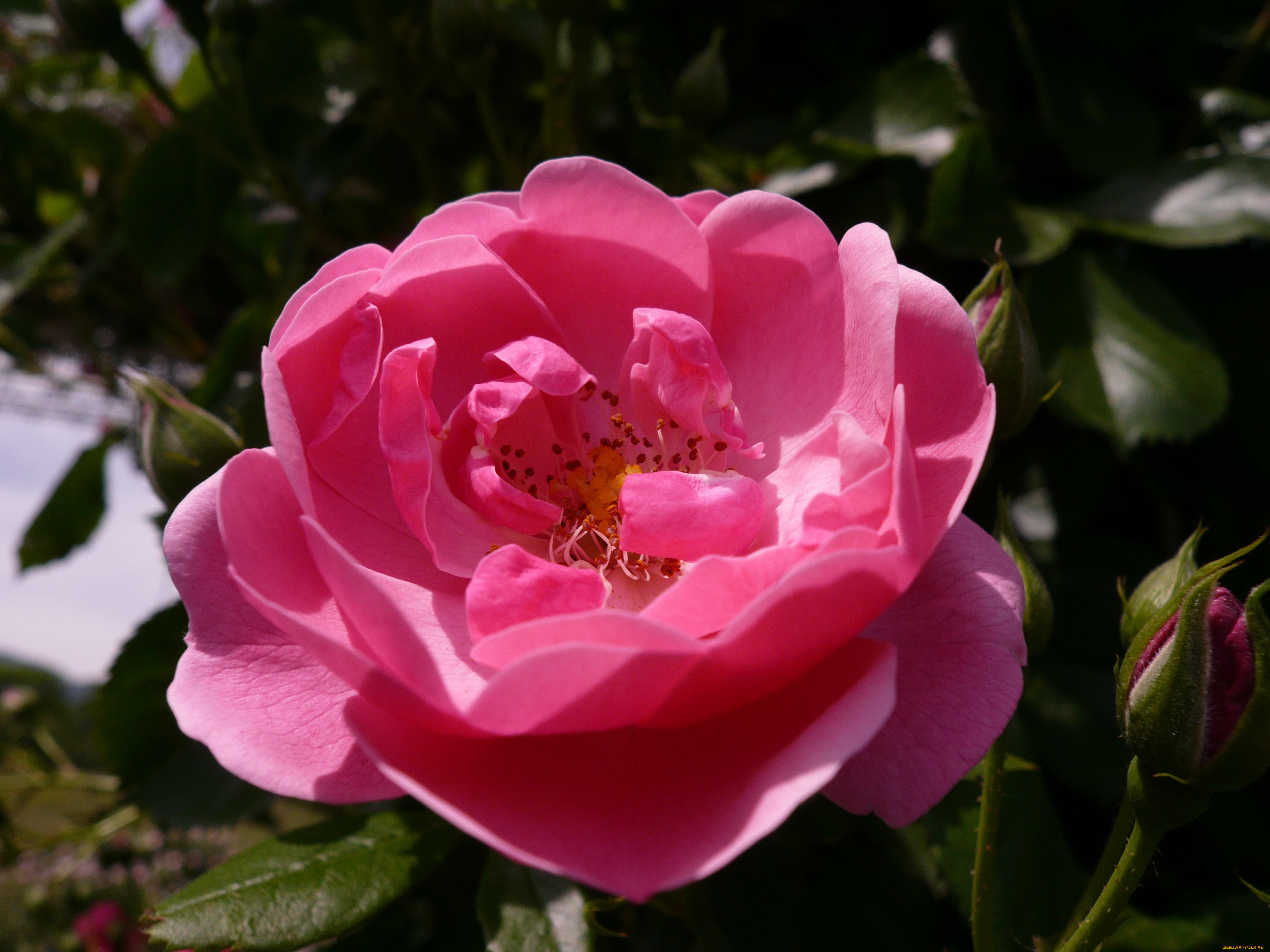 цветы, розы, rose