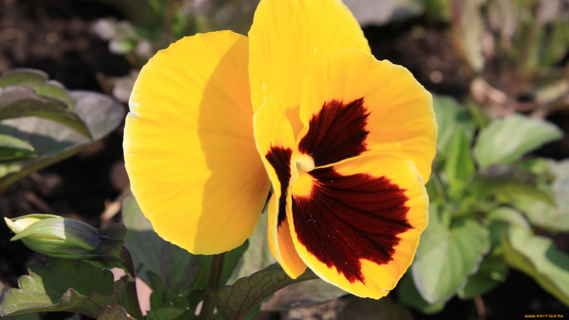 цветы, анютины, глазки, садовые, фиалки, ваза, букет, хризантемы, розовый