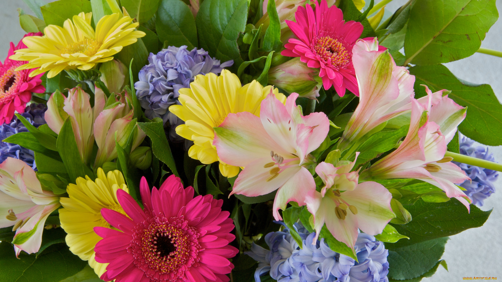 цветы, букеты, композиции, букем, герберы, альстромерия