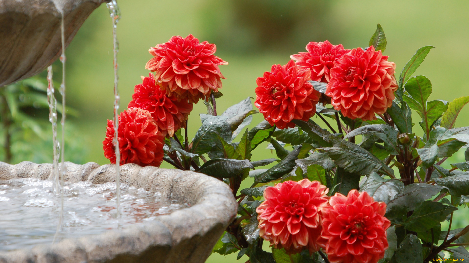 цветы, георгины, фонтан, вода, куст