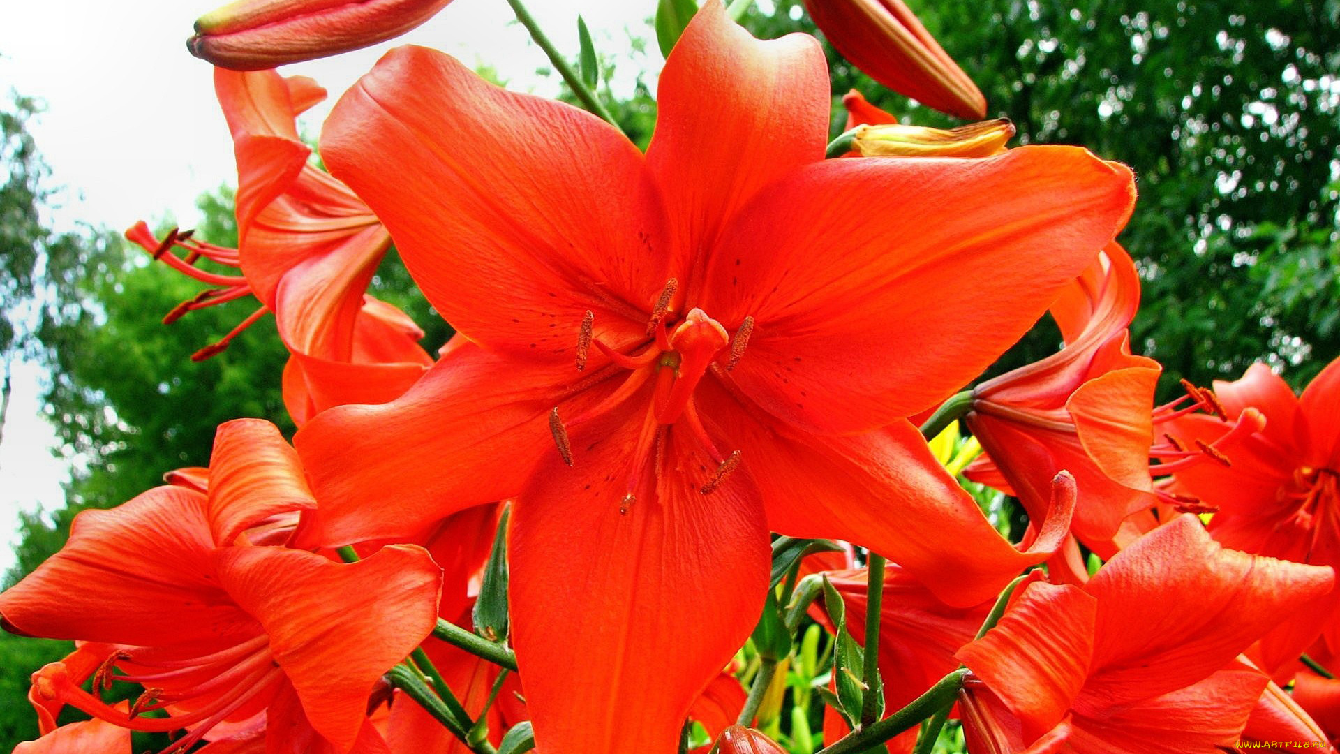 цветы, лилии, лилейники, алый, яркий