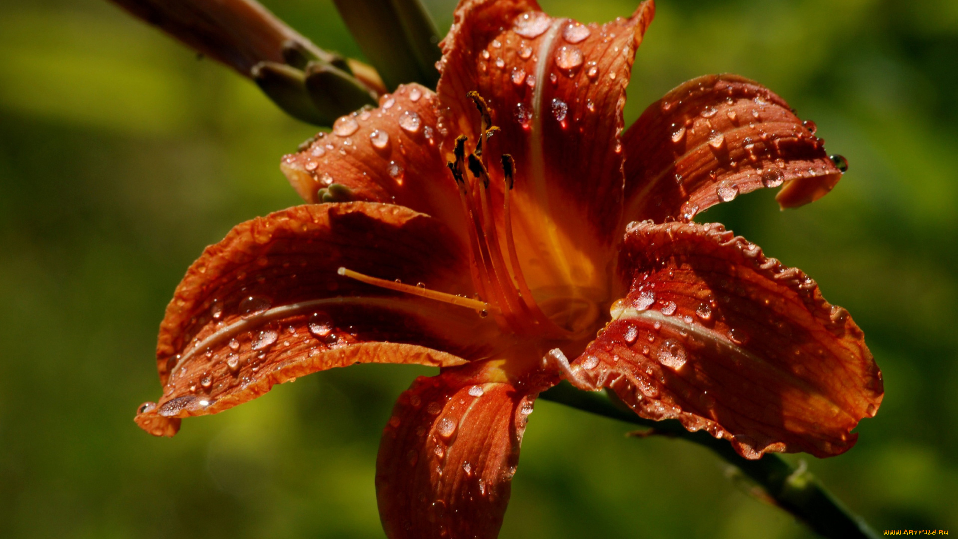 цветы, лилии, лилейники, макро, капли