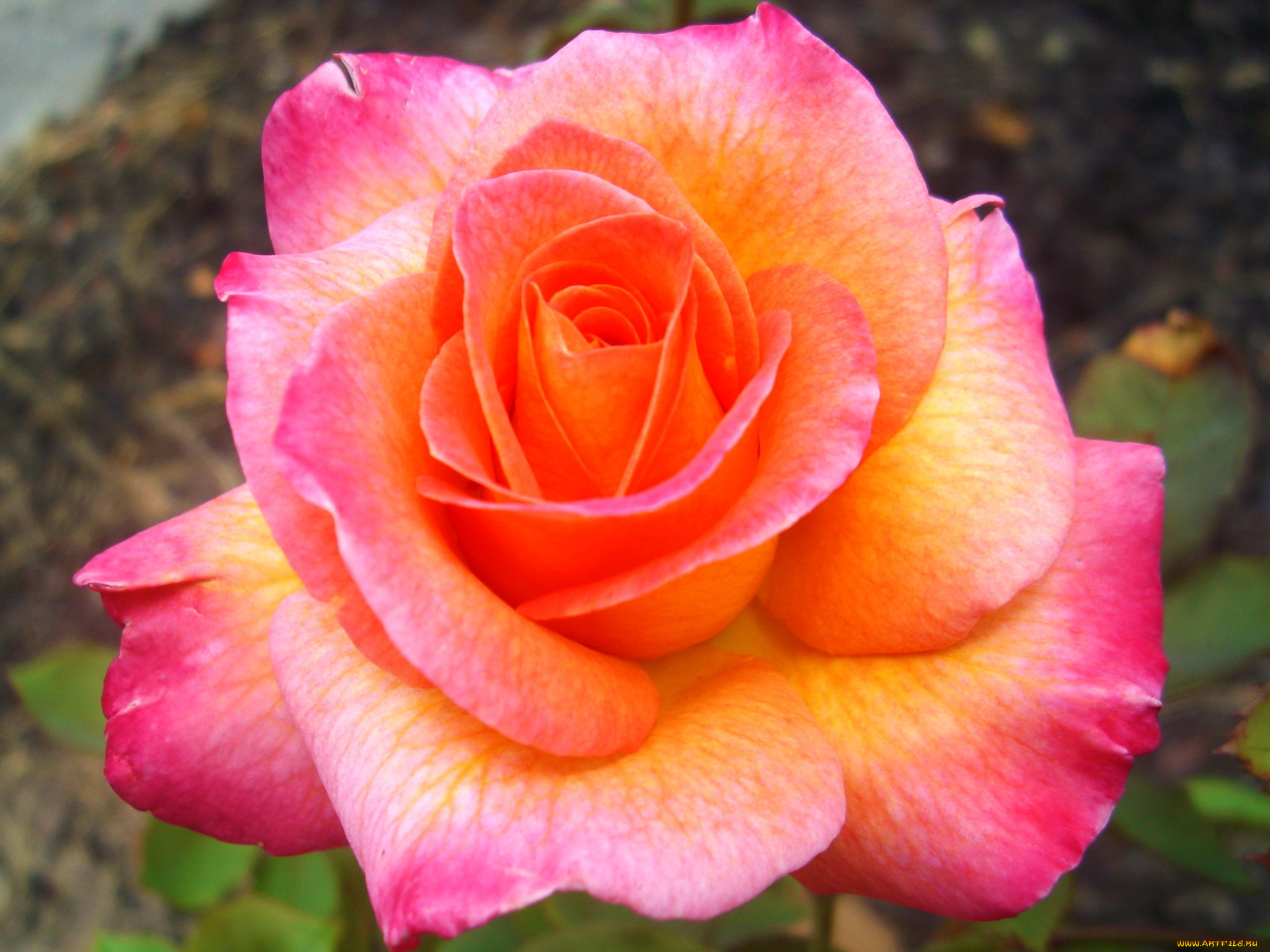 mardi, gras, цветы, розы, роза