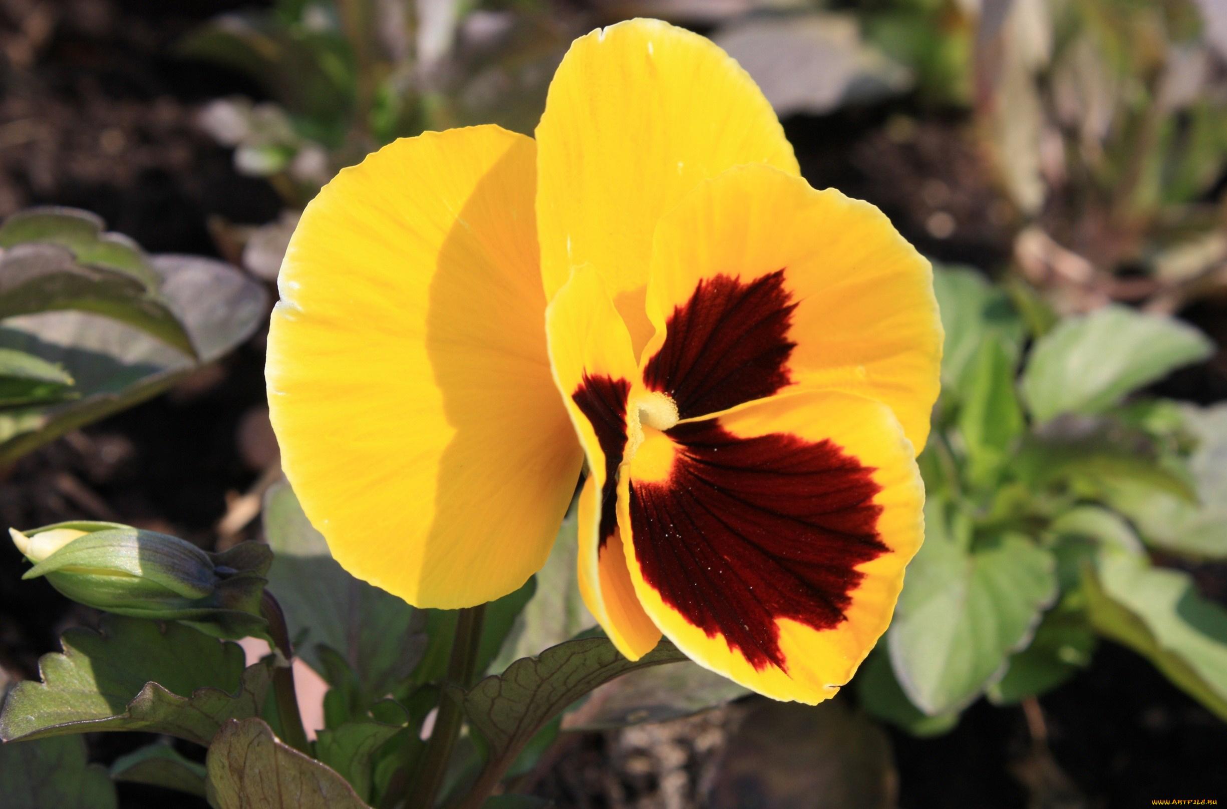 цветы, анютины, глазки, садовые, фиалки, ваза, букет, хризантемы, розовый