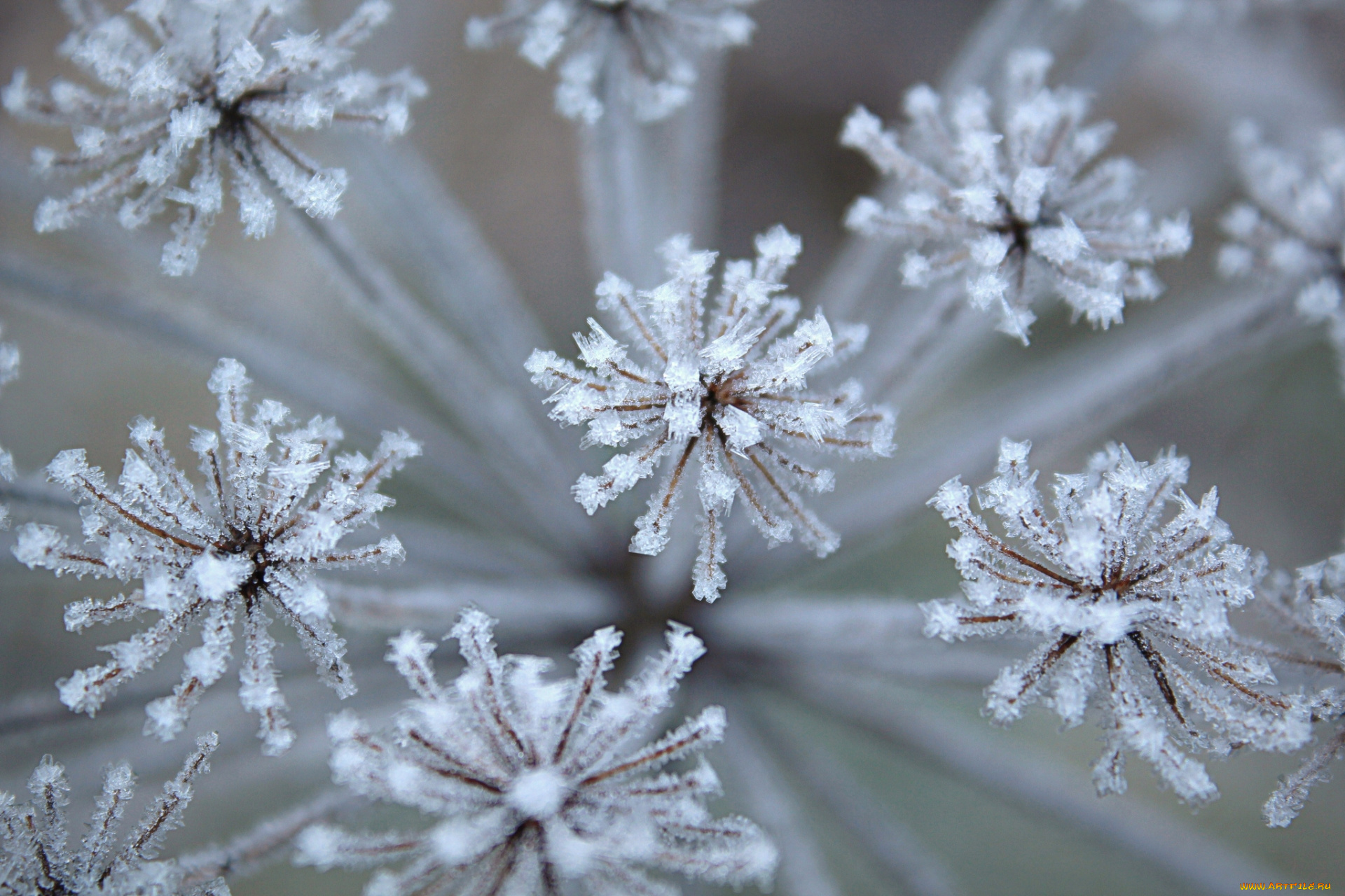 природа, макро, укроп, иней