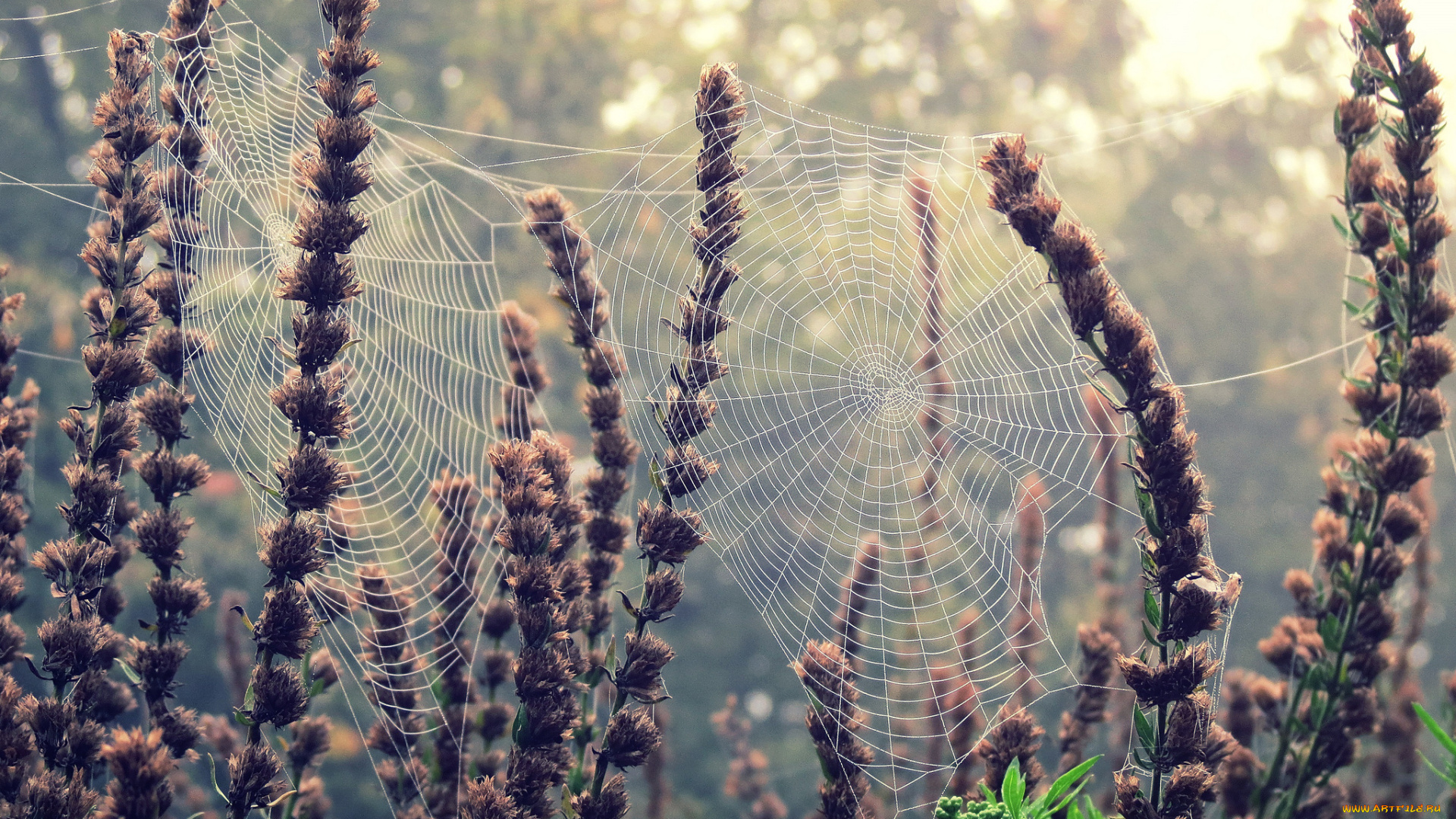 природа, макро, паутина, трава