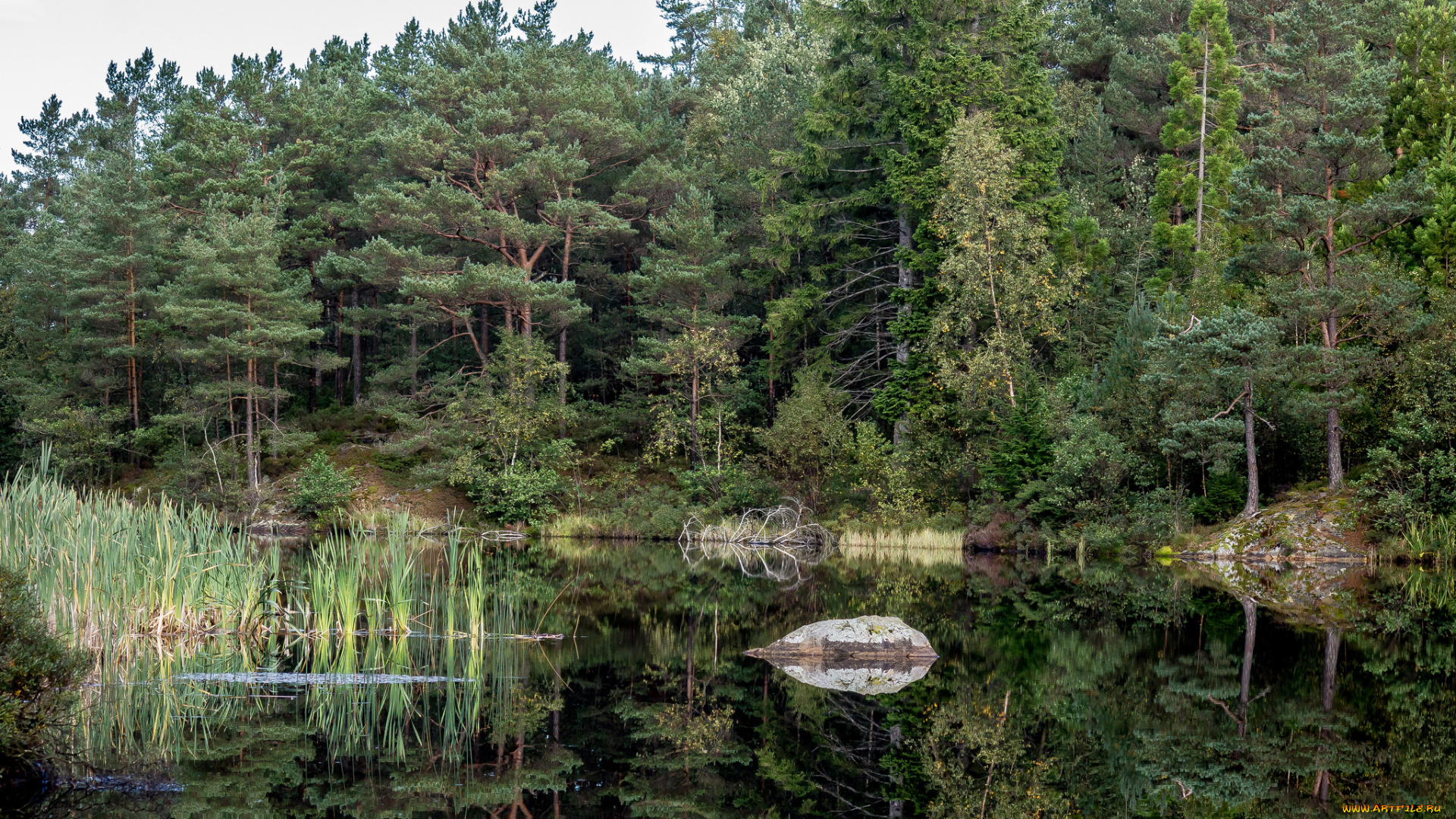 природа, реки, озера, лес, река