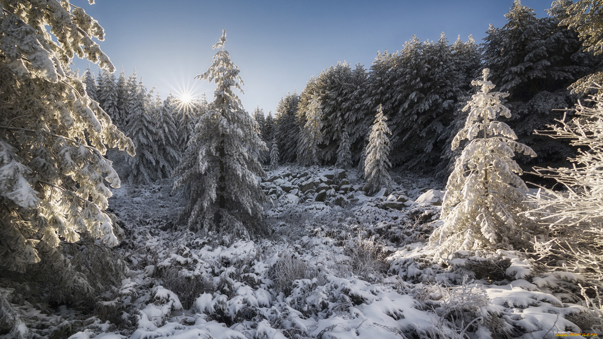 природа, зима, лучи, снег, солнце, елки, лес