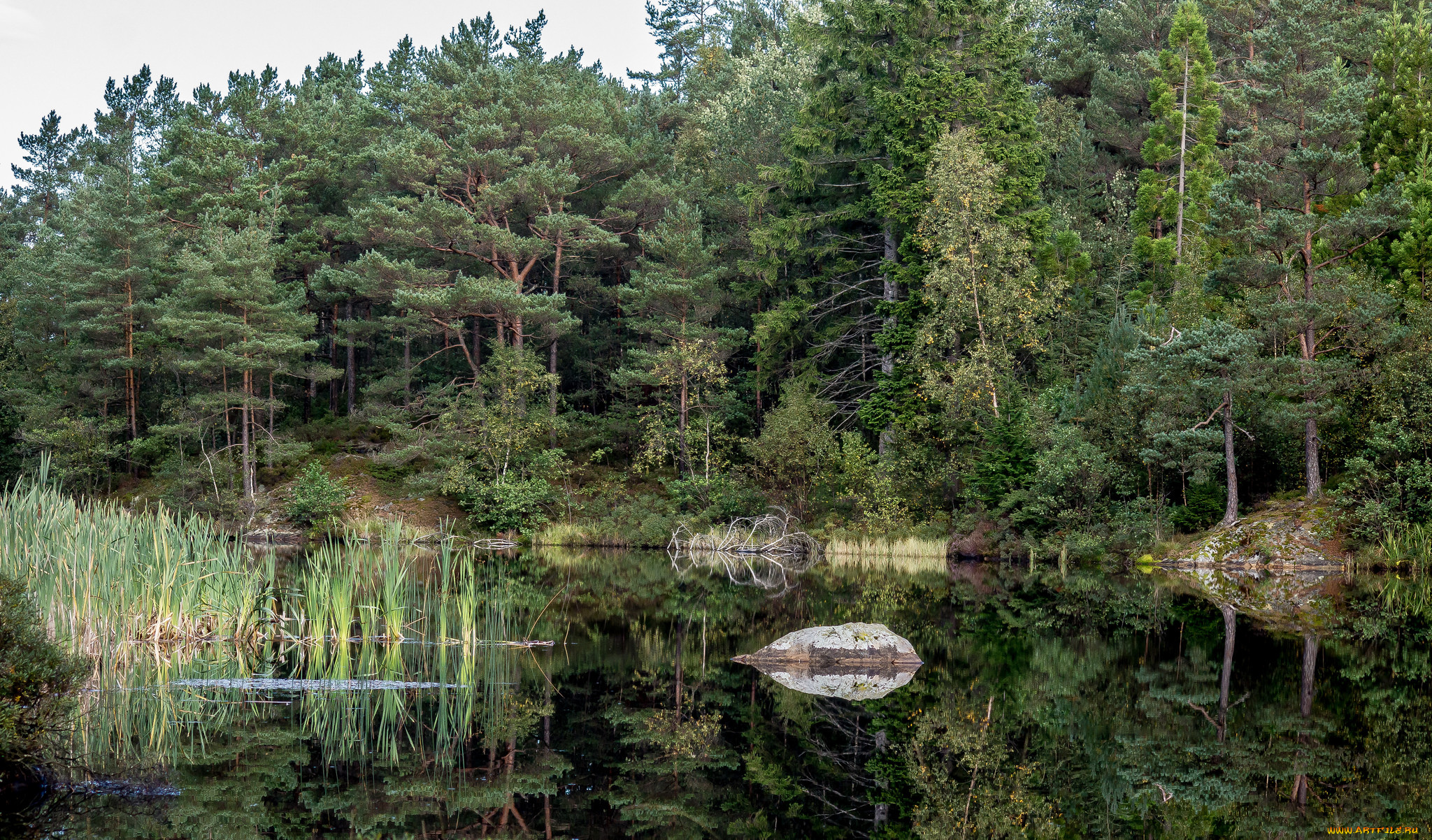 природа, реки, озера, лес, река