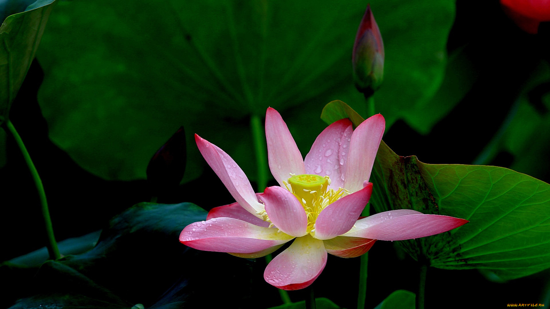 цветы, лотосы, лепестки, фон