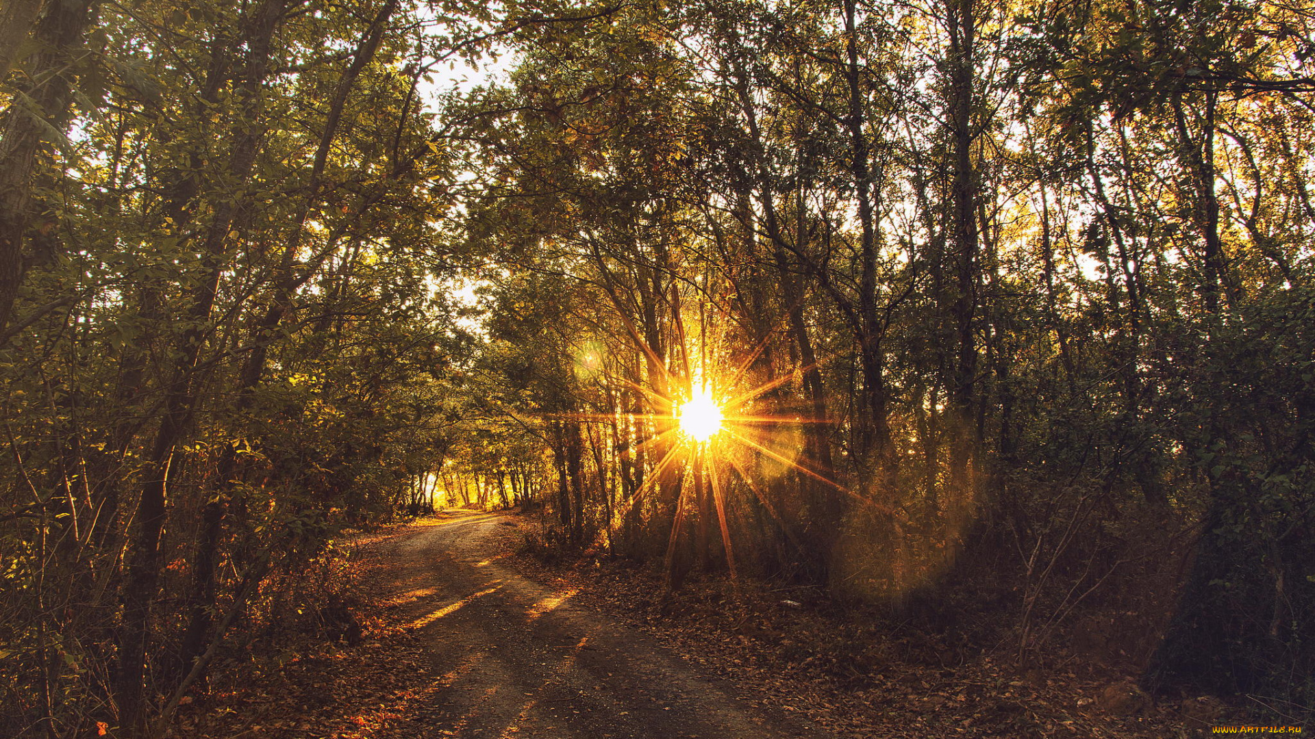 природа, дороги, лес, закат, солнце
