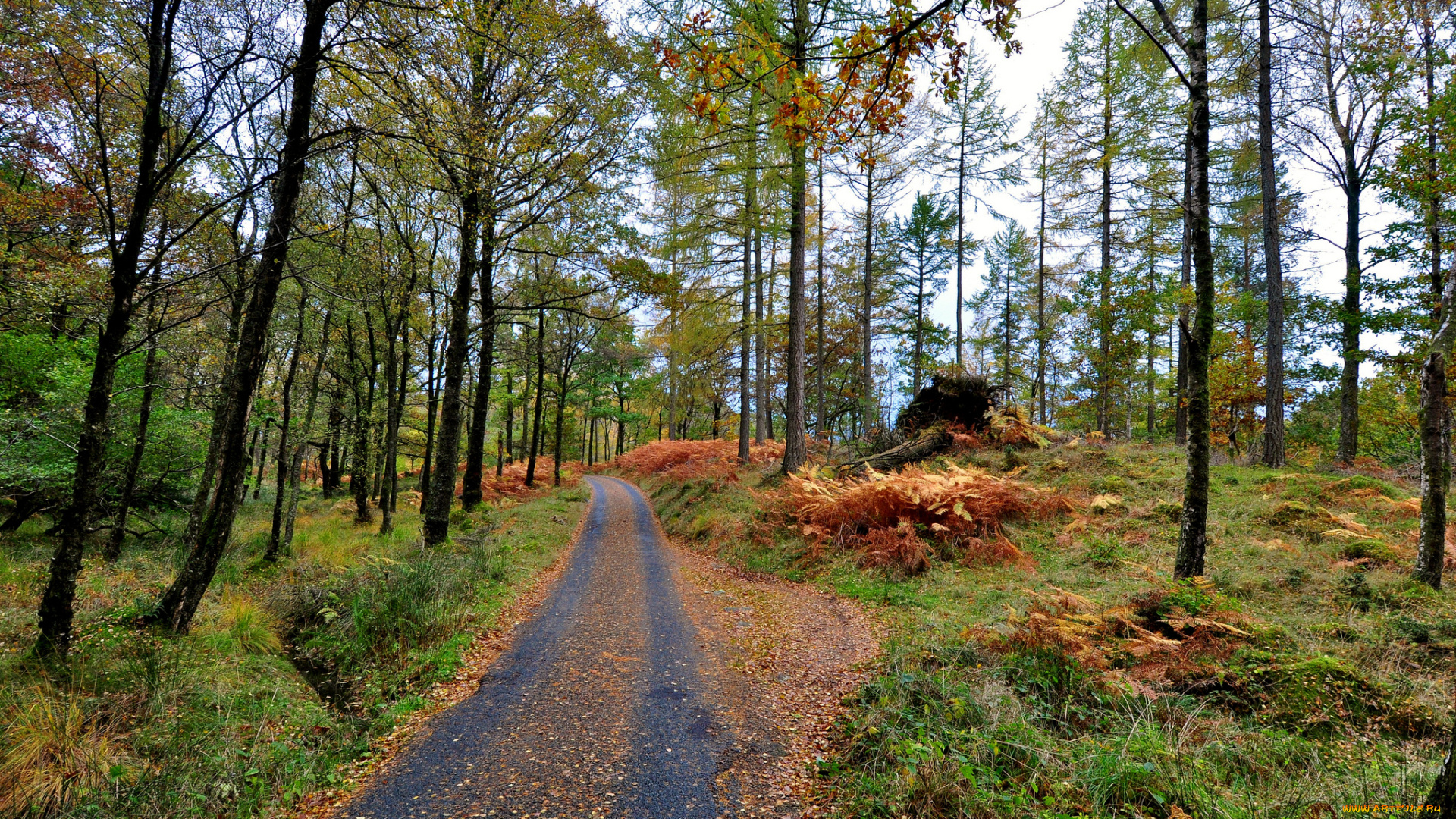 природа, дороги, тракт