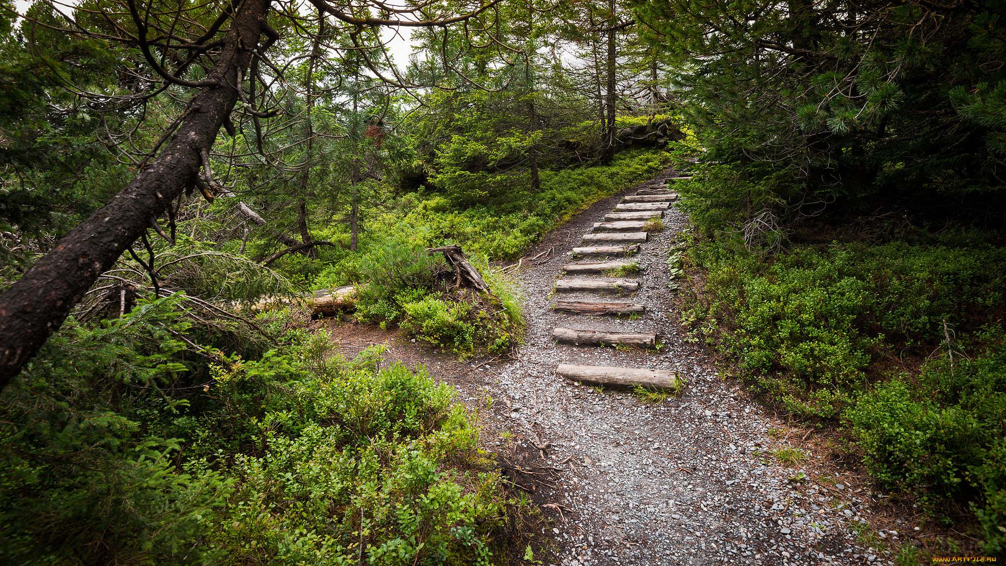 природа, дороги, тракт
