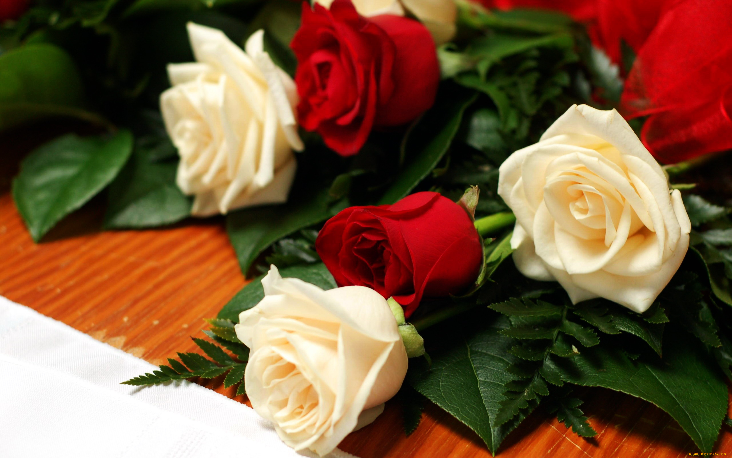 цветы, розы, красный