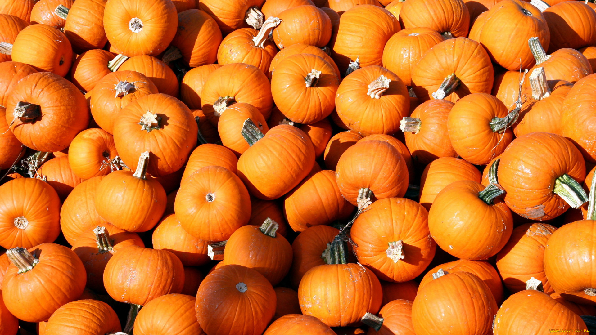 еда, тыква, много, осень, урожай