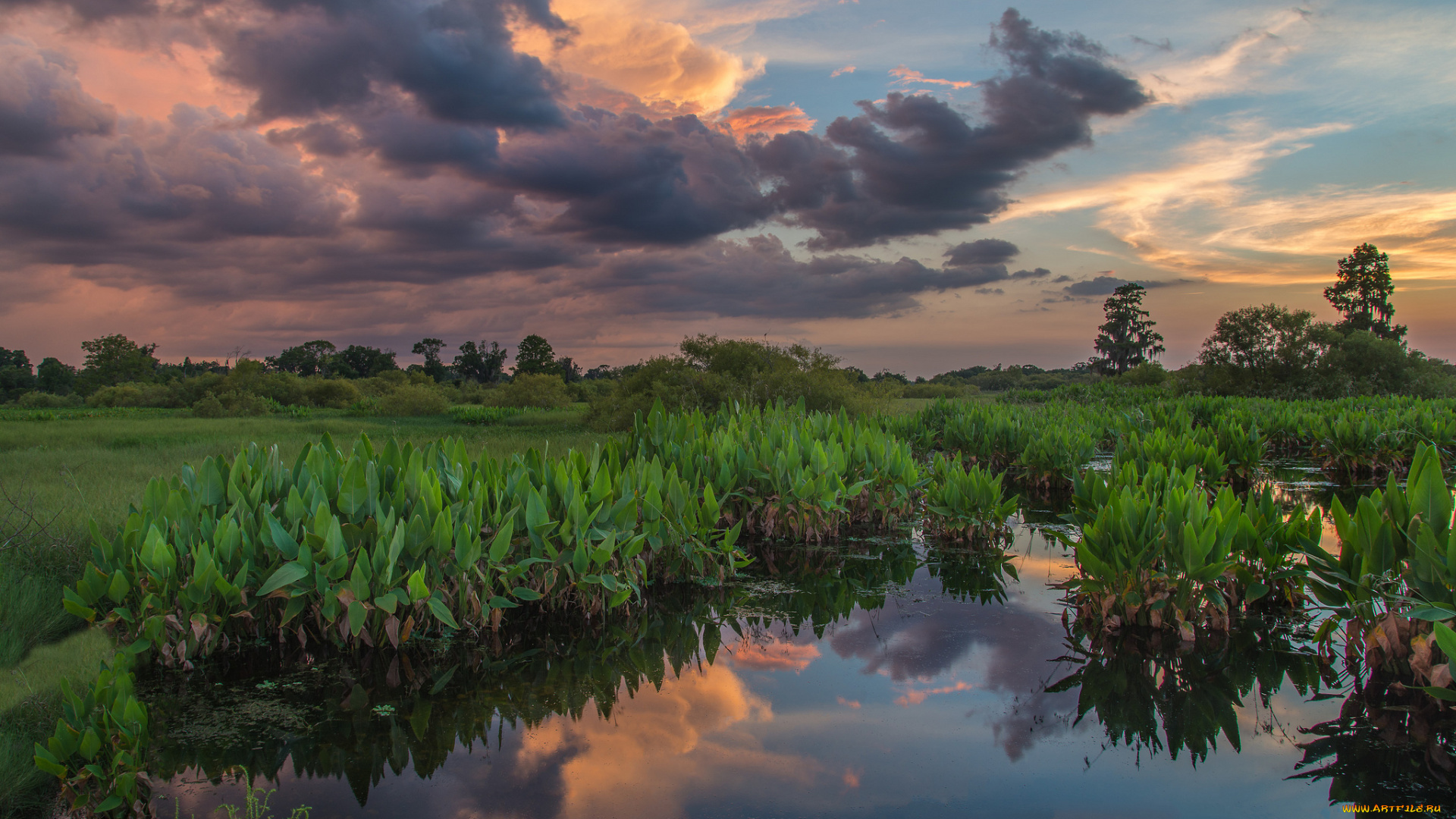природа, реки, озера, лес, река