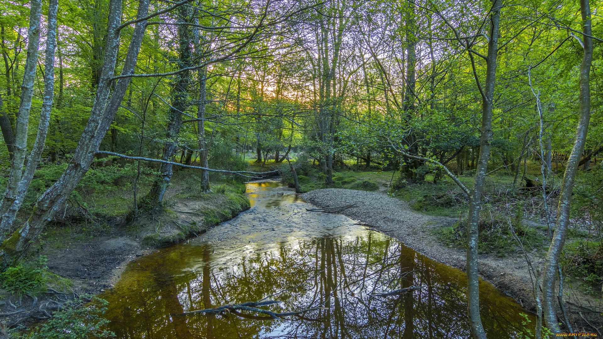 природа, реки, озера, река, лес