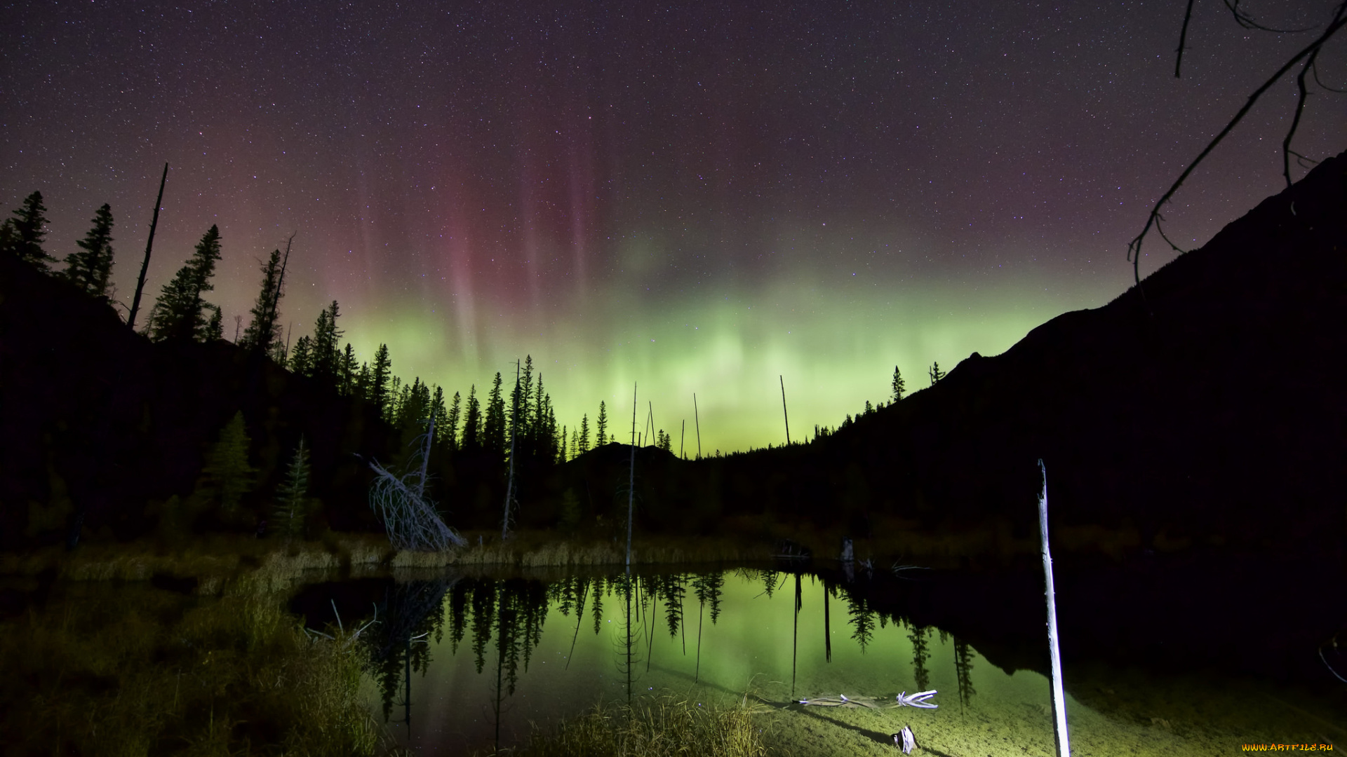 природа, северное, сияние, лес, болота, ночь, звезды, небо, северное, сияние