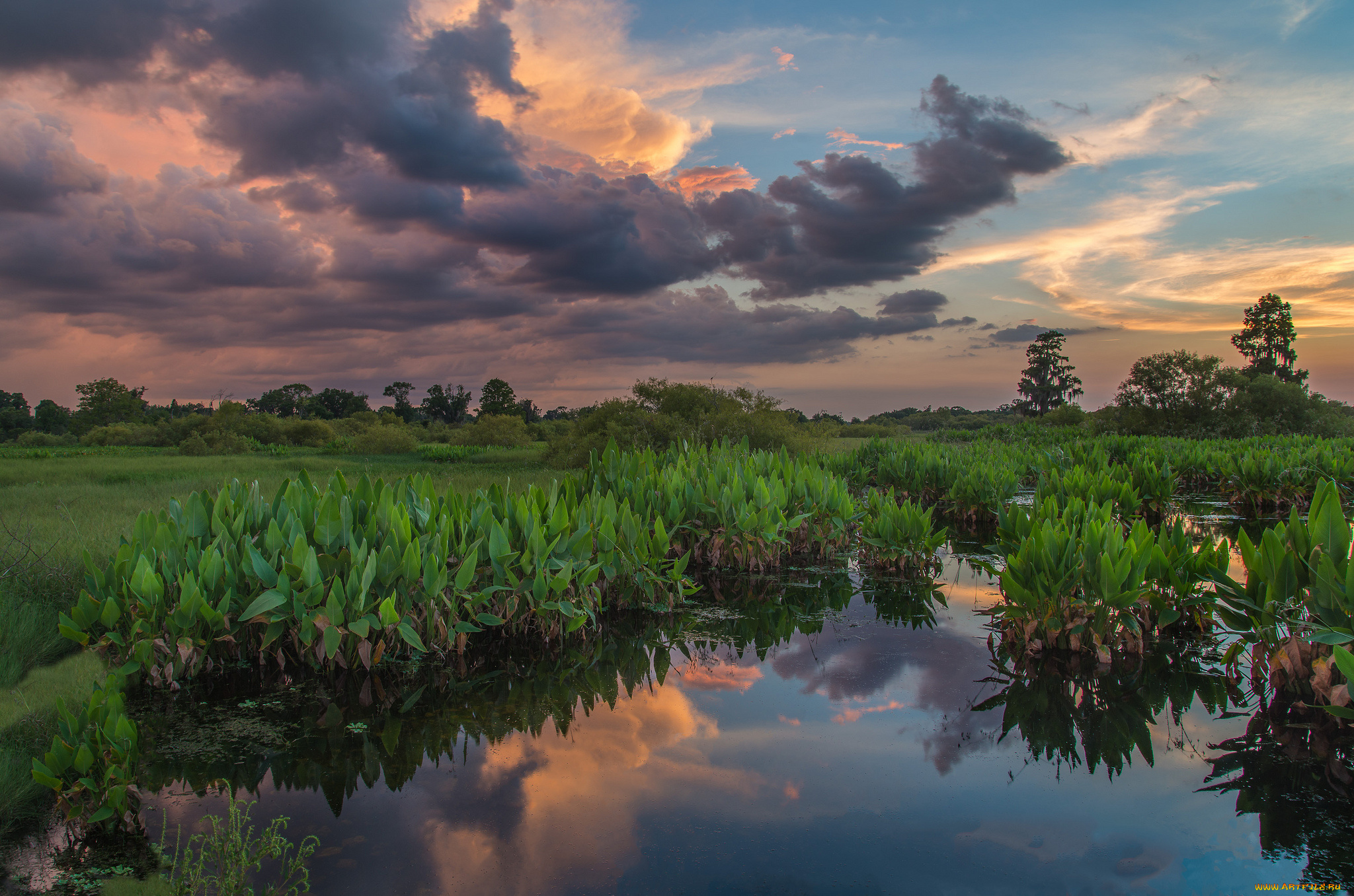 природа, реки, озера, лес, река