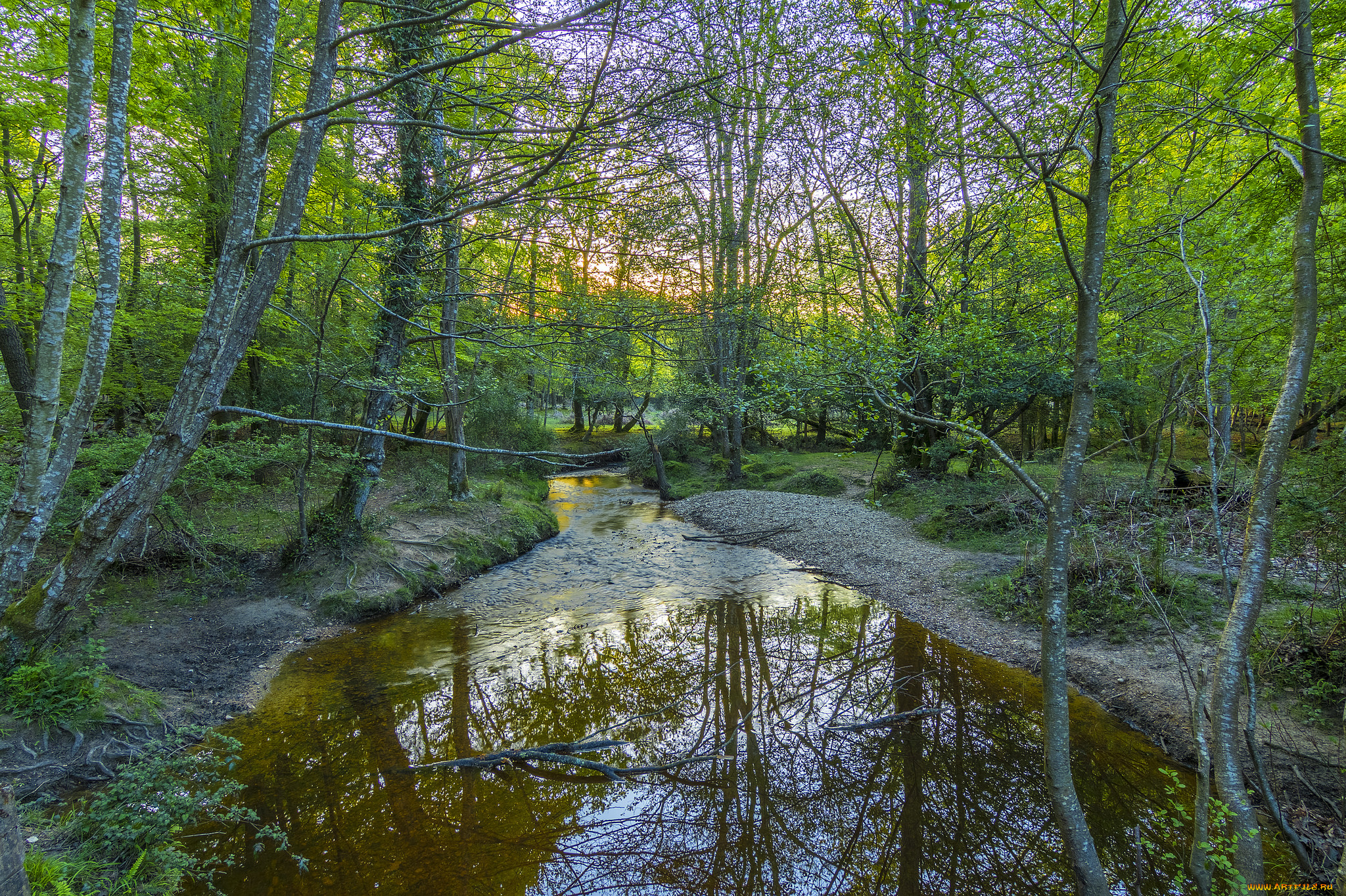 природа, реки, озера, река, лес