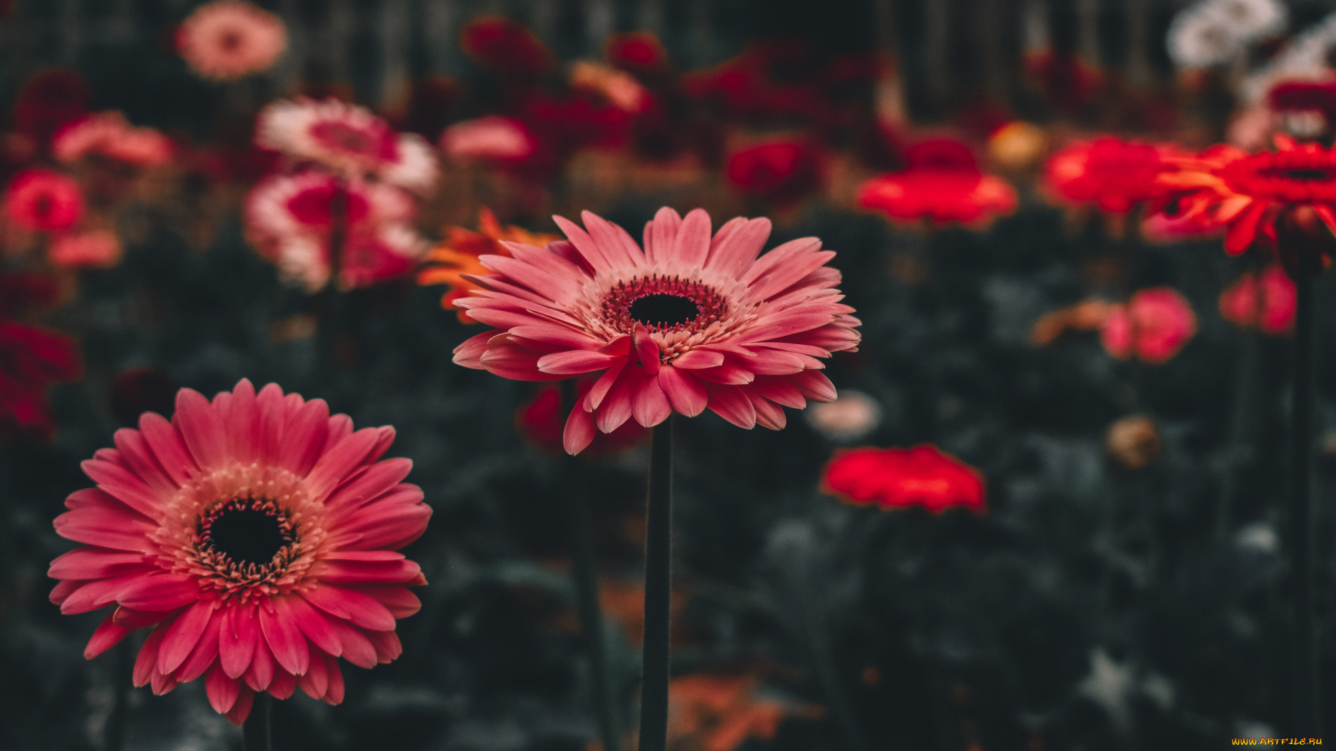 цветы, герберы, цветник