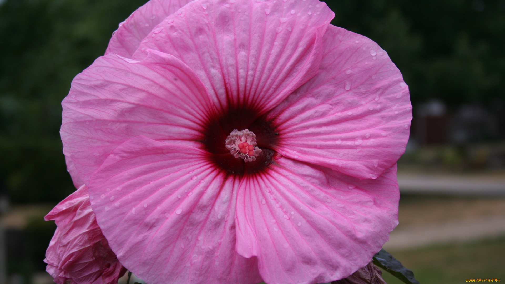 цветы, гибискусы, макро