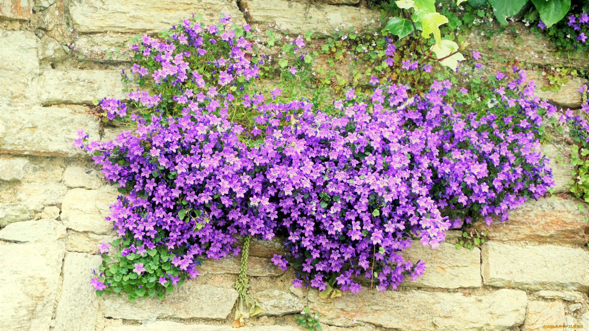 цветы, колокольчики, лиловый