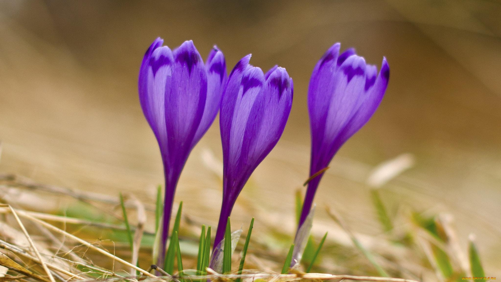 цветы, крокусы, трава, фиолетовые