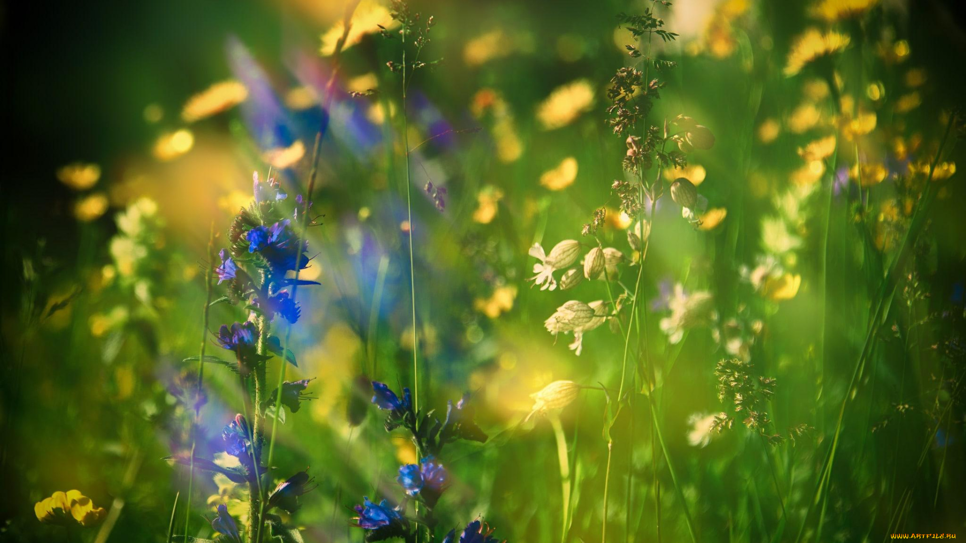 цветы, луговые, , полевые, , цветы, луг, трава