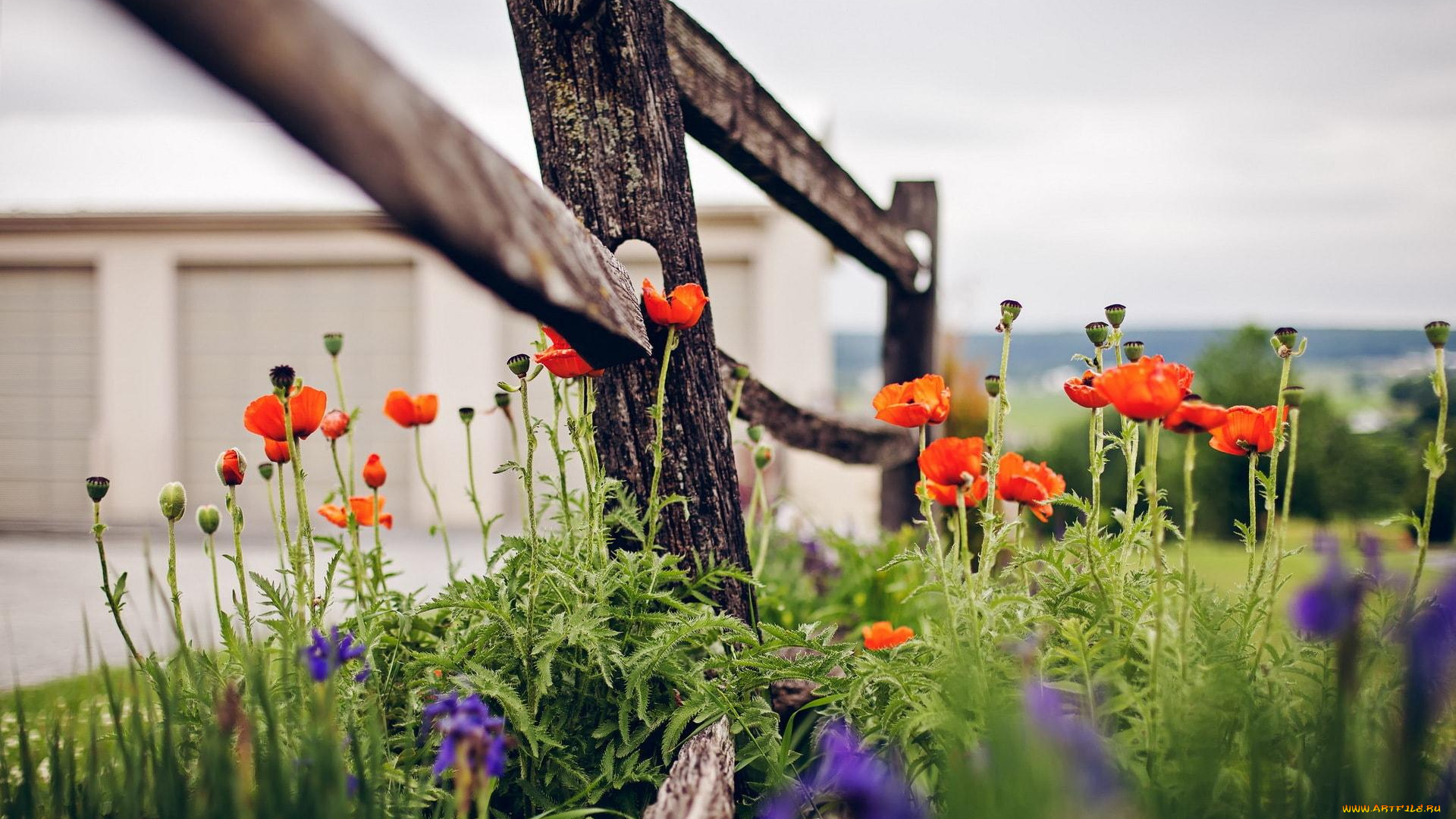 цветы, маки, изгородь, красные