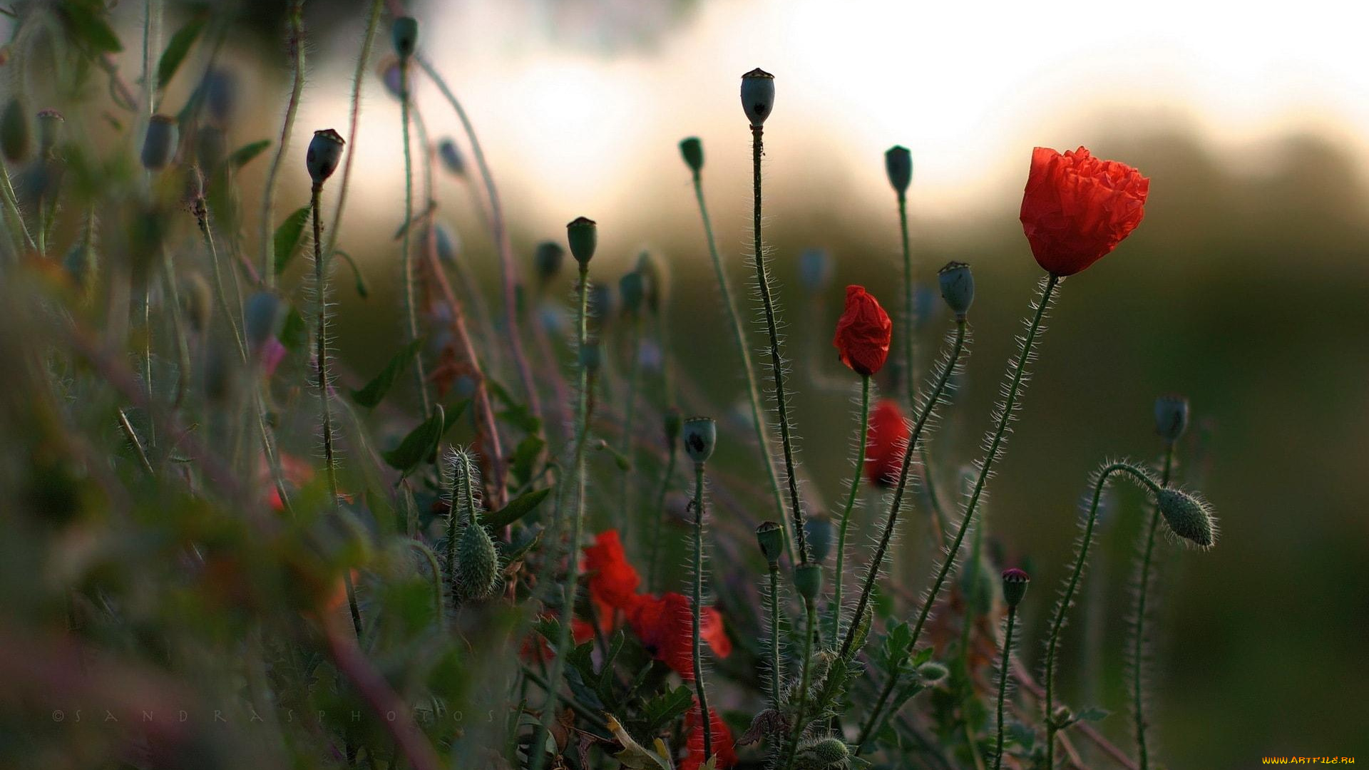 цветы, маки, красные, поле
