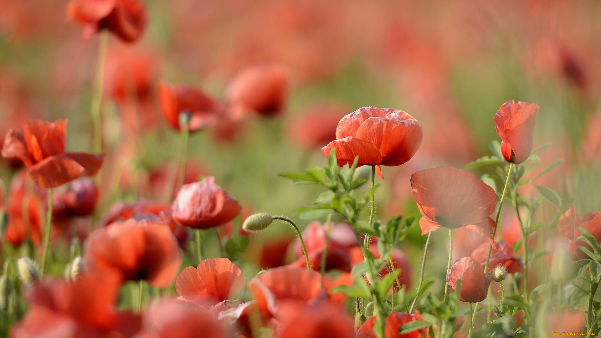 цветы, маки, поле, красные